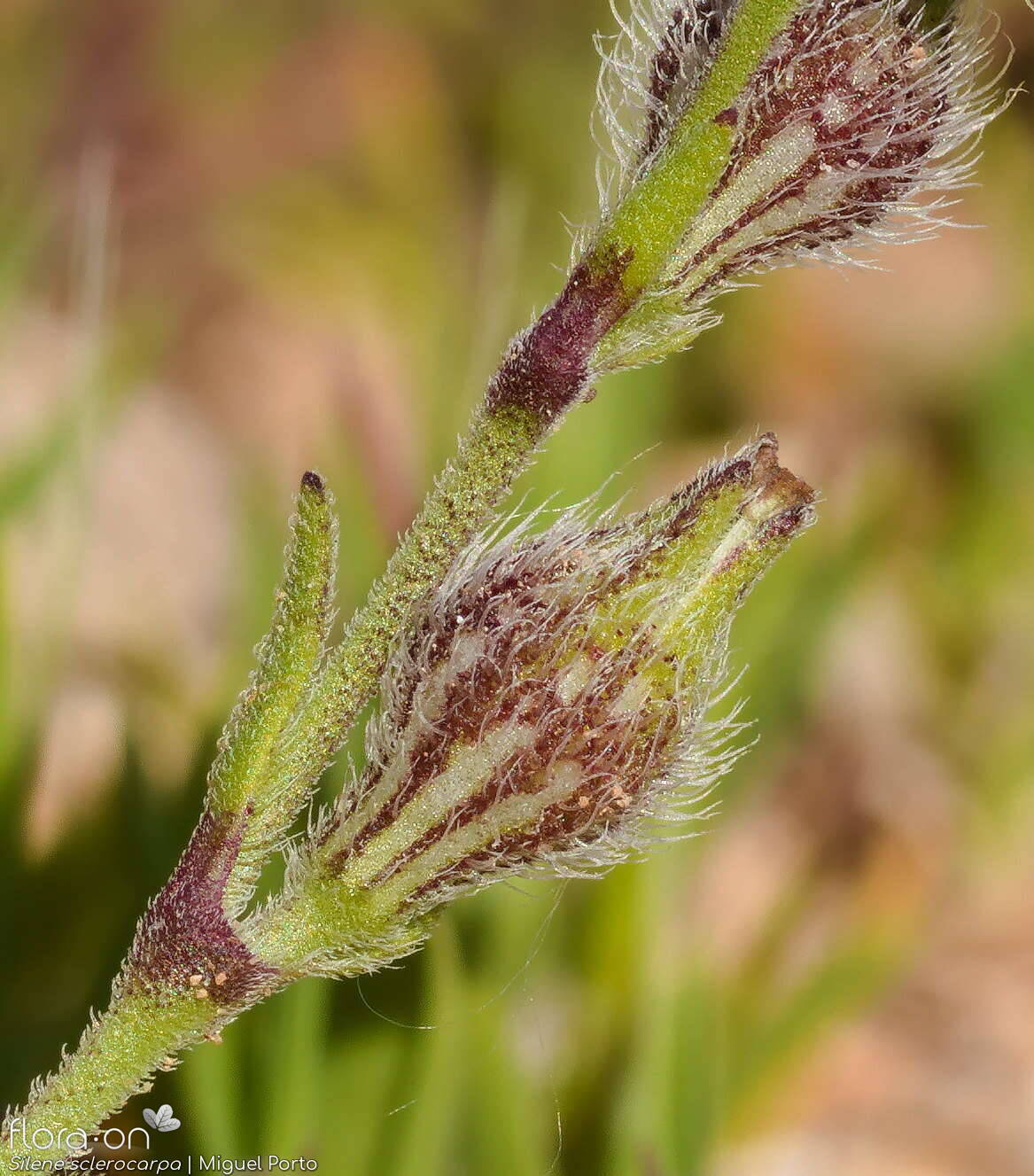 Silene sclerocarpa - Flor (close-up) | Miguel Porto; CC BY-NC 4.0