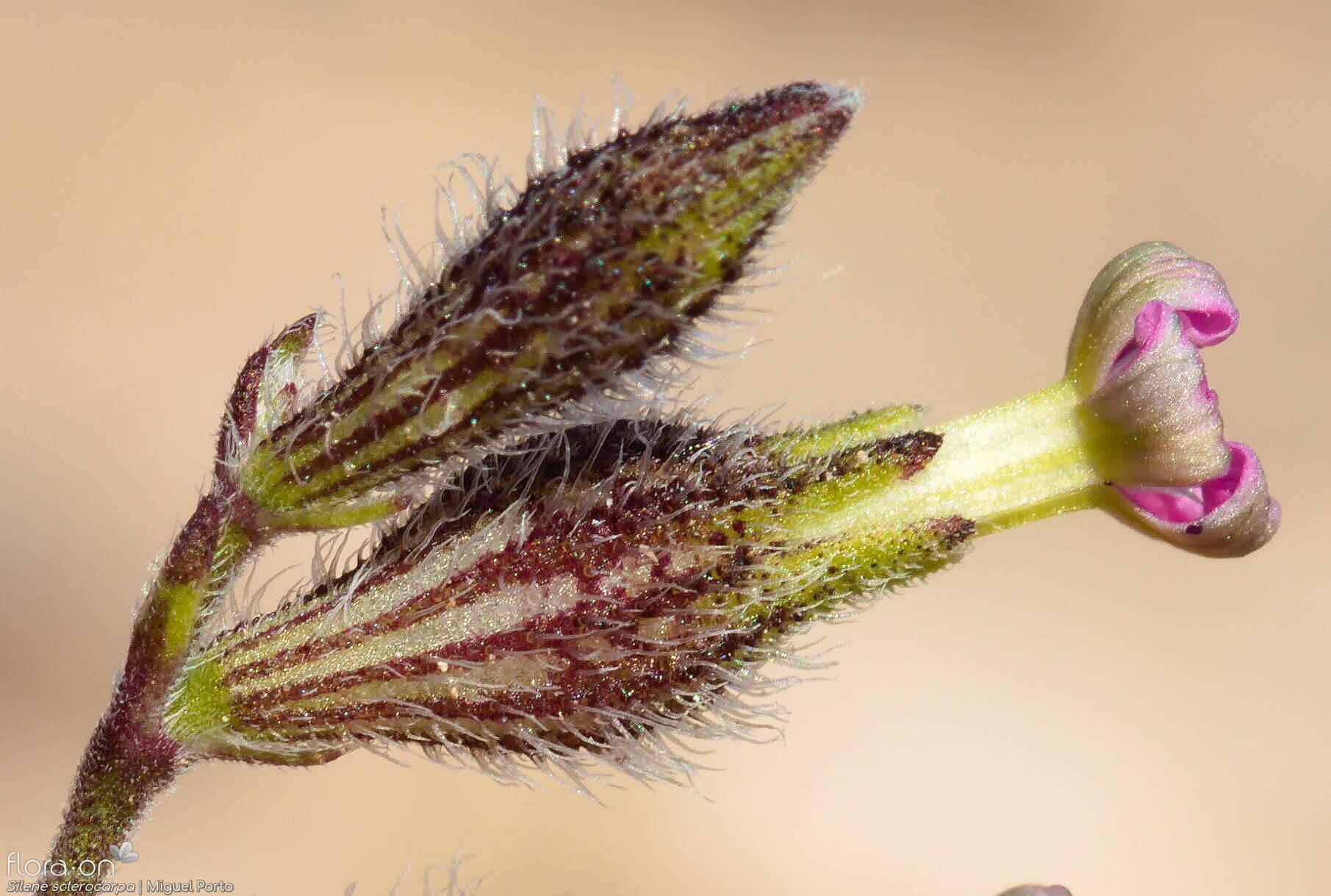 Silene sclerocarpa - Cálice | Miguel Porto; CC BY-NC 4.0