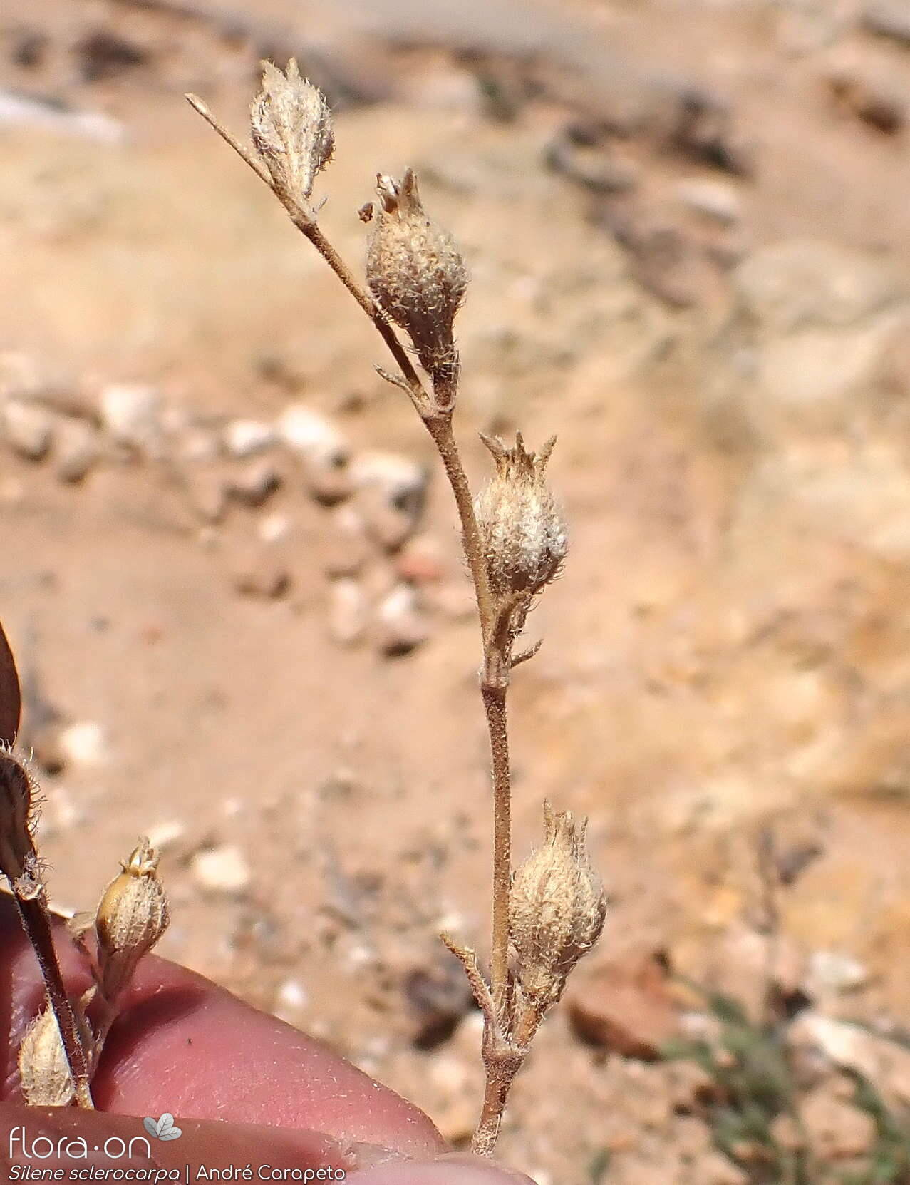 Silene sclerocarpa - Fruto | André Carapeto; CC BY-NC 4.0