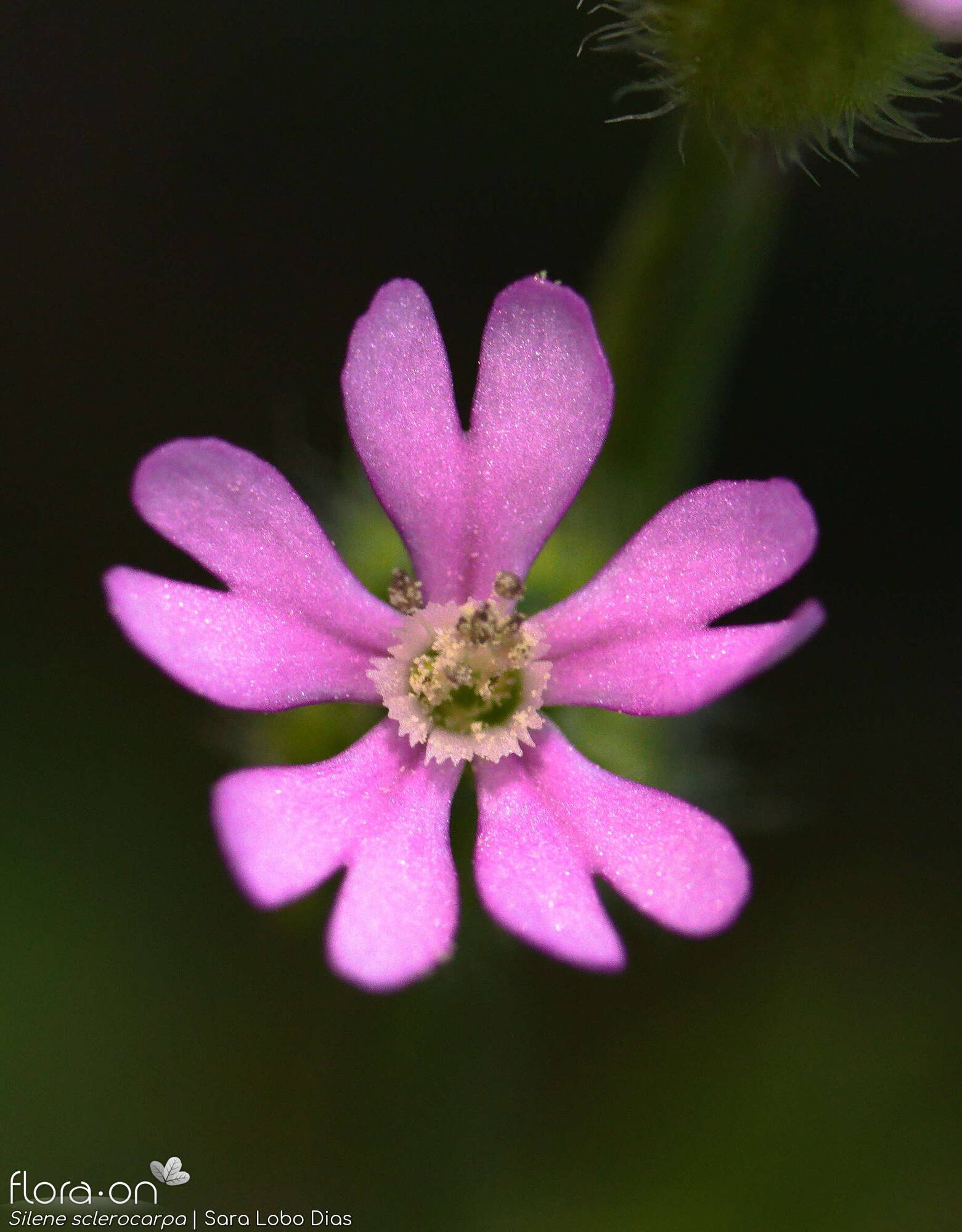 Silene sclerocarpa - Flor (close-up) | Sara Lobo Dias; CC BY-NC 4.0