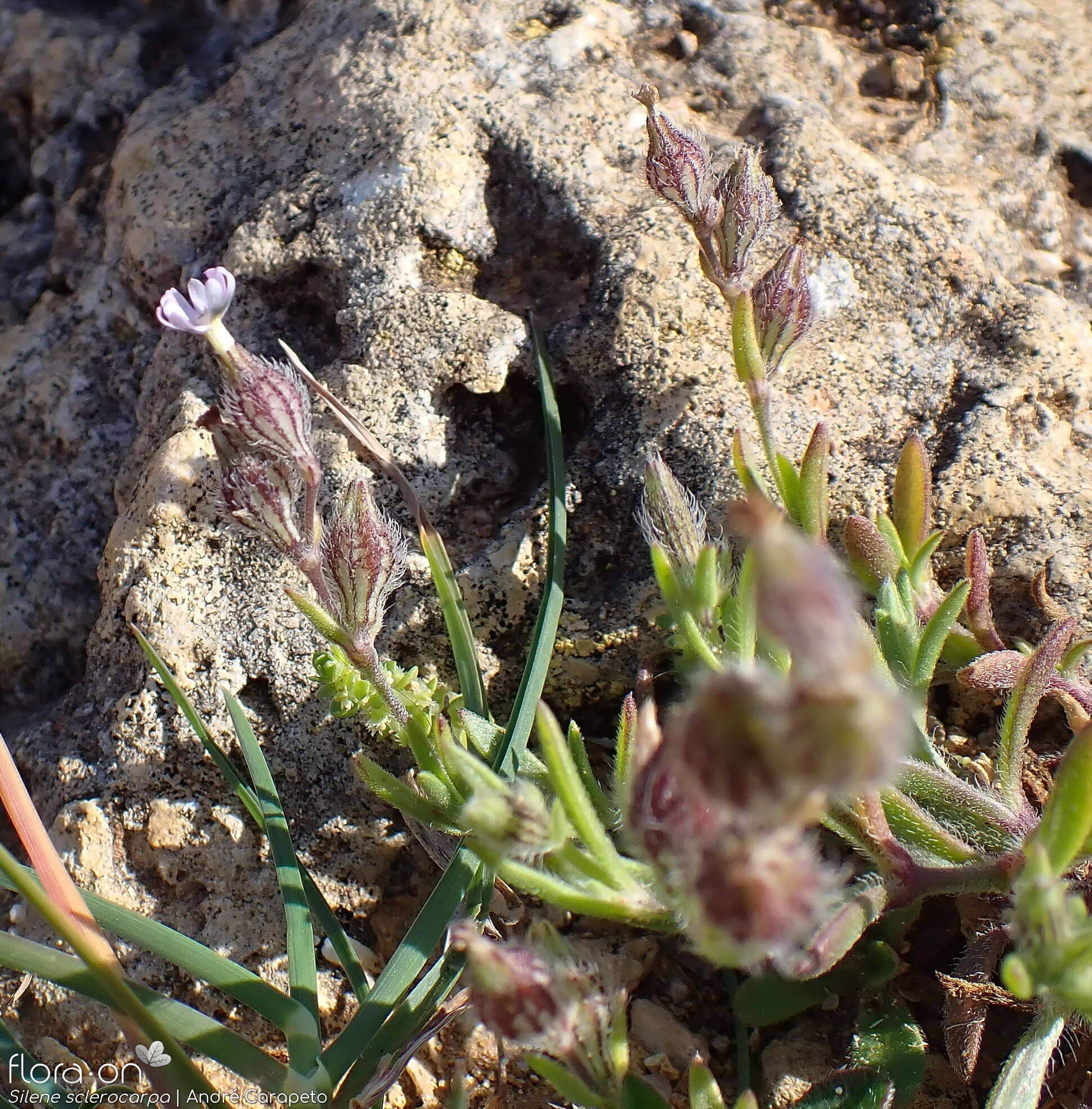 Silene sclerocarpa - Hábito | André Carapeto; CC BY-NC 4.0