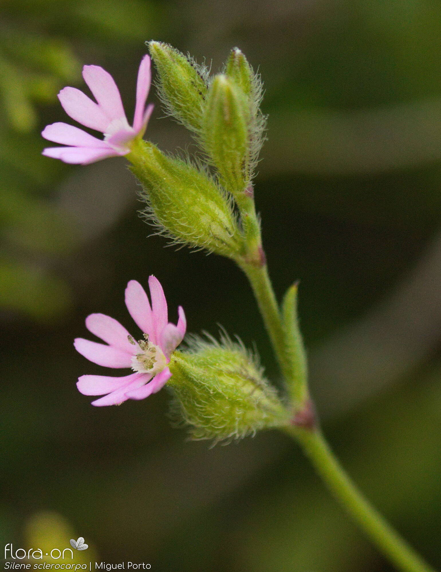Silene sclerocarpa - Flor (geral) | Miguel Porto; CC BY-NC 4.0