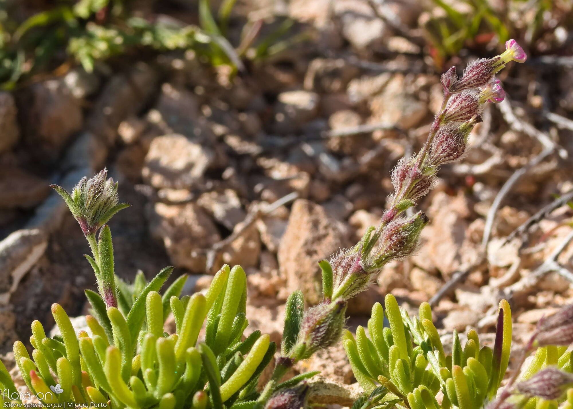 Silene sclerocarpa - Hábito | Miguel Porto; CC BY-NC 4.0