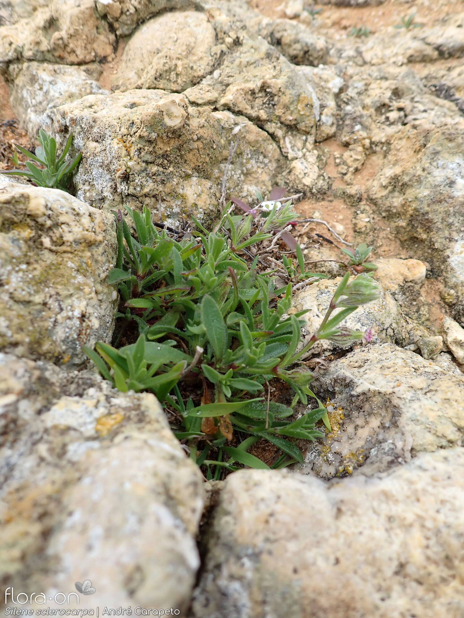 Silene sclerocarpa - Hábito | André Carapeto; CC BY-NC 4.0