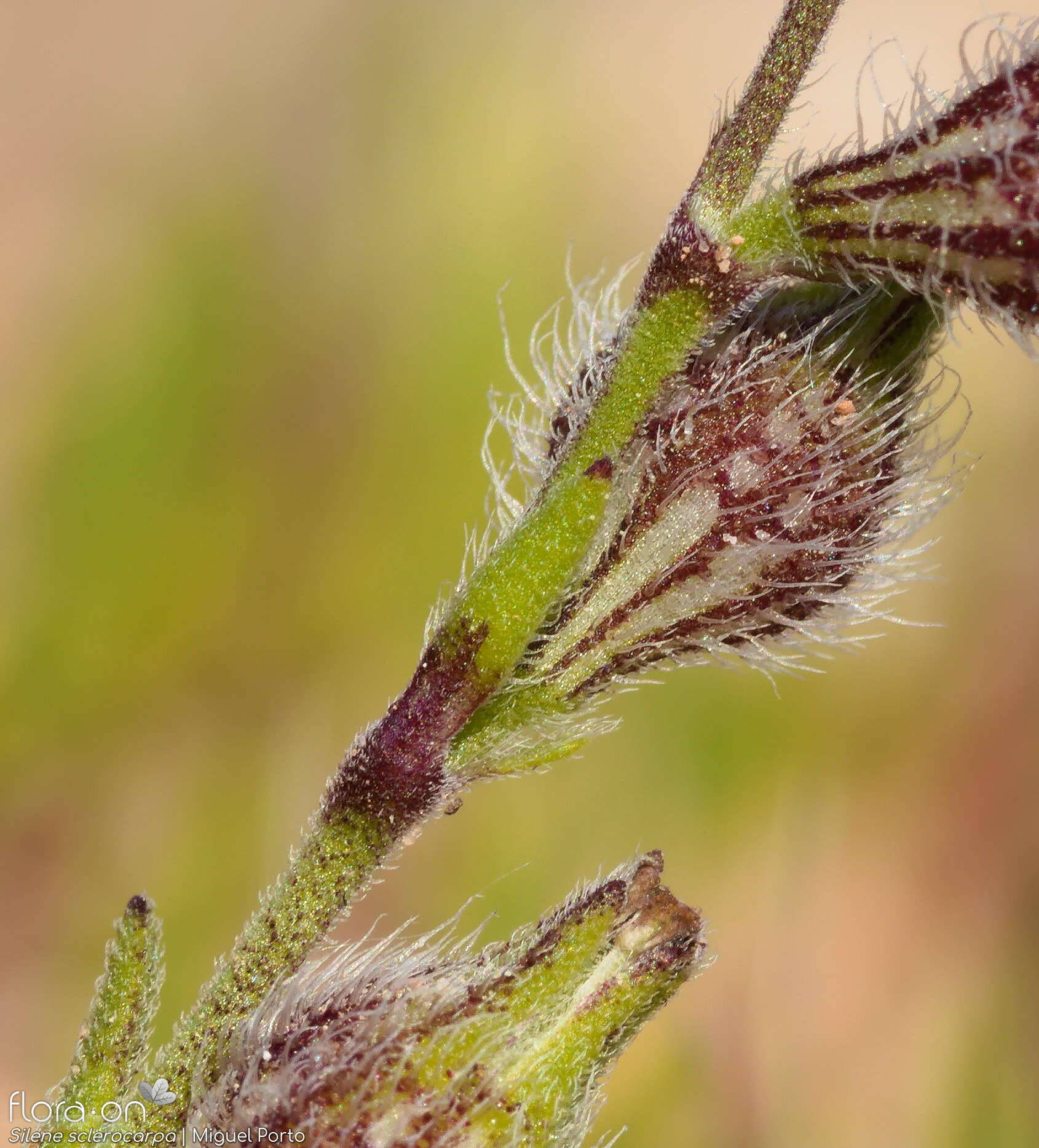 Silene sclerocarpa - Flor (close-up) | Miguel Porto; CC BY-NC 4.0