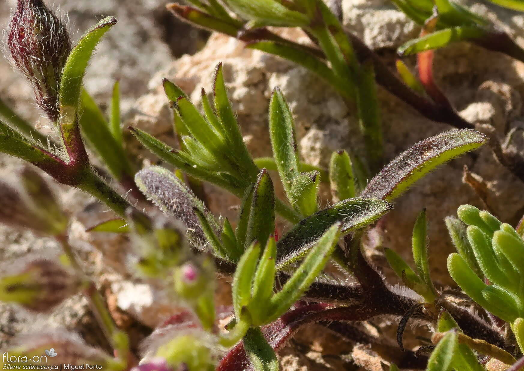 Silene sclerocarpa - Folha (geral) | Miguel Porto; CC BY-NC 4.0