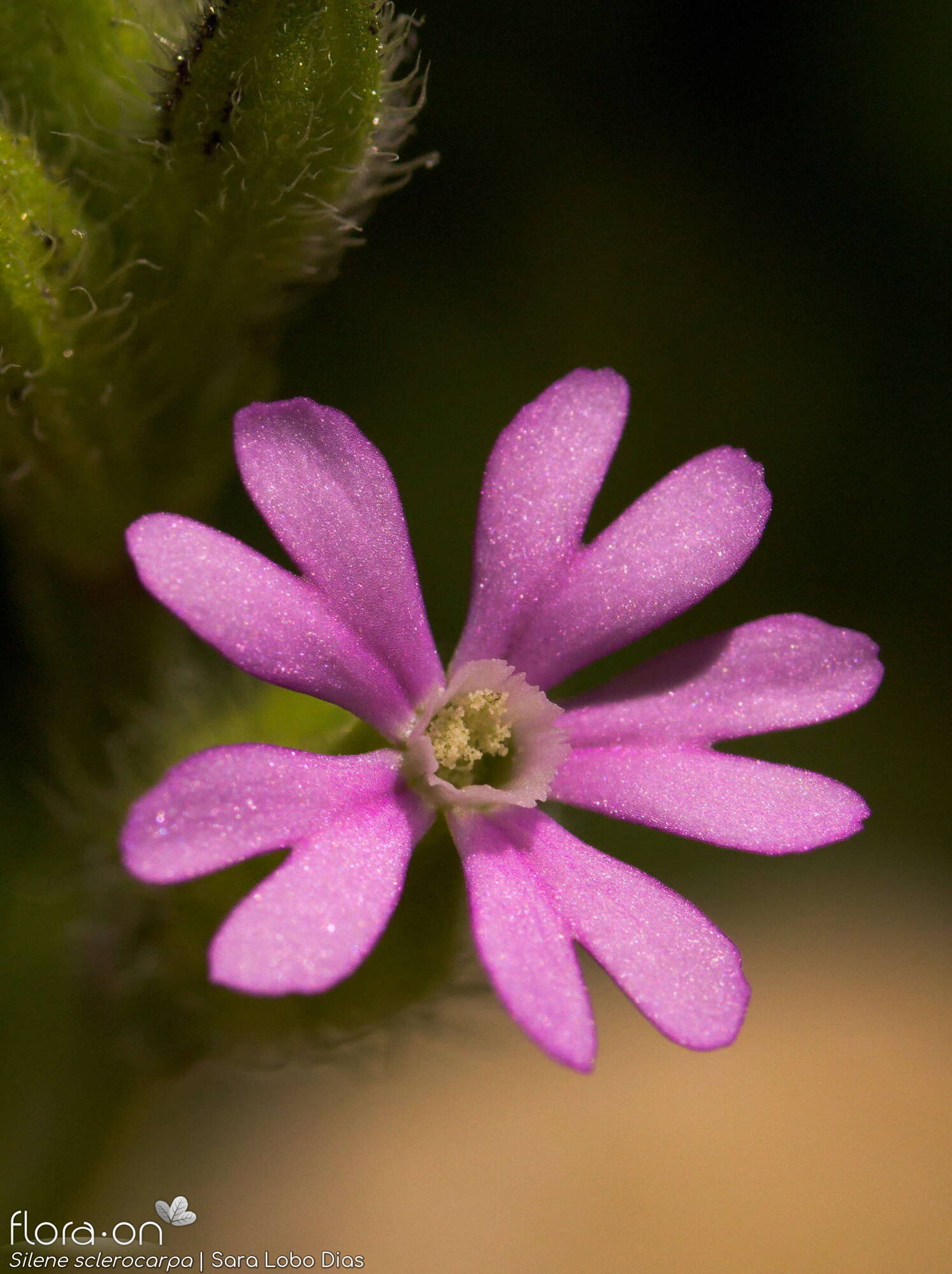 Silene sclerocarpa - Flor (close-up) | Sara Lobo Dias; CC BY-NC 4.0