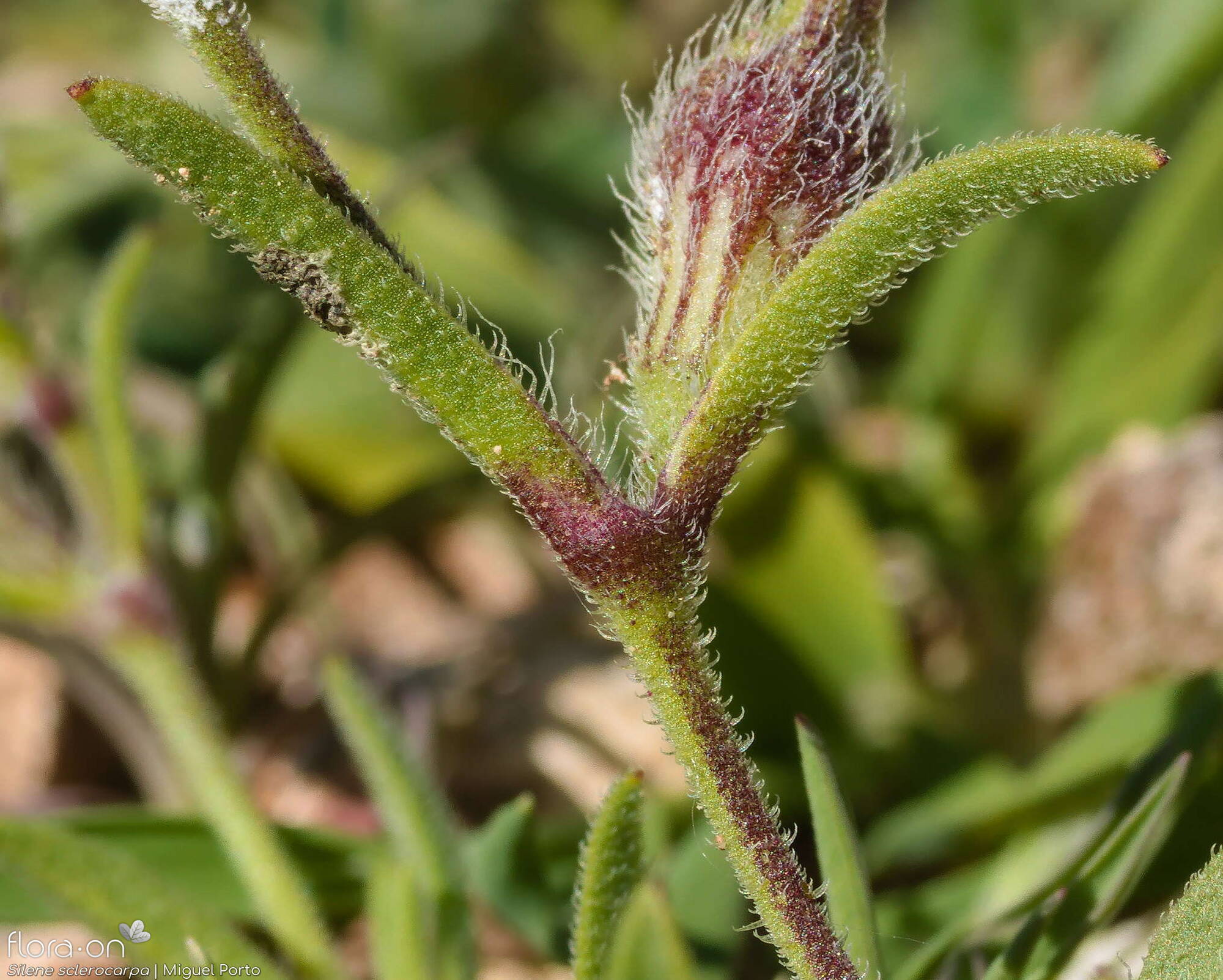 Silene sclerocarpa - Folha | Miguel Porto; CC BY-NC 4.0