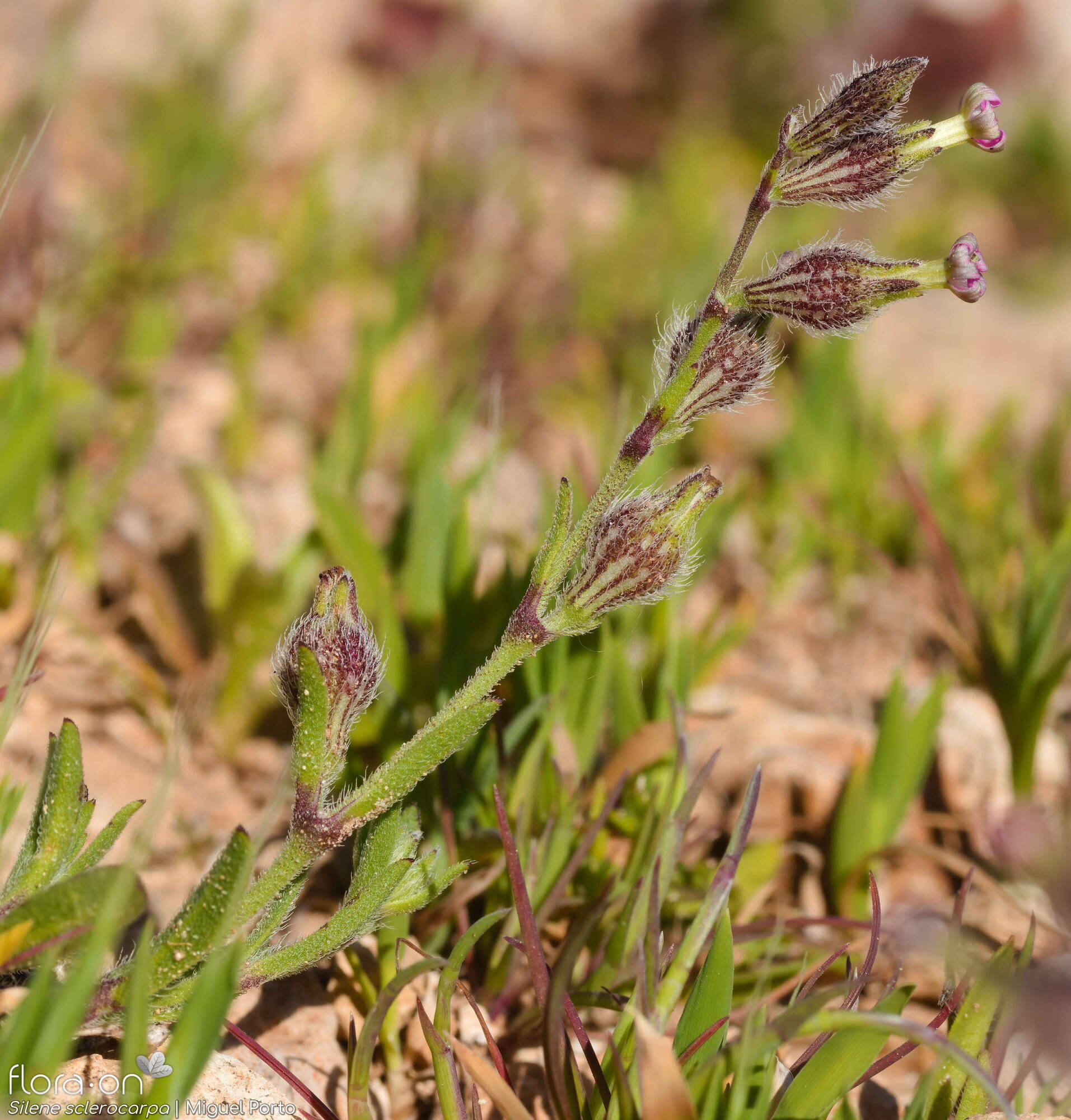 Silene sclerocarpa - Flor (geral) | Miguel Porto; CC BY-NC 4.0