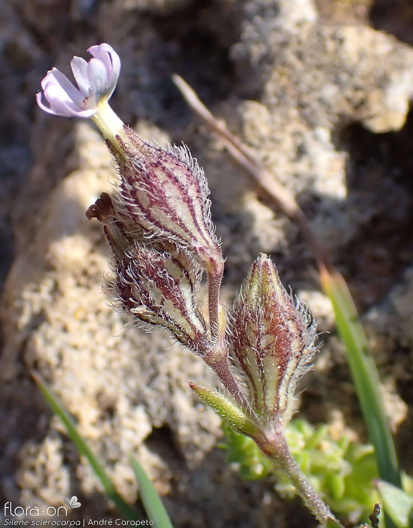 Silene sclerocarpa - Flor (geral) | André Carapeto; CC BY-NC 4.0