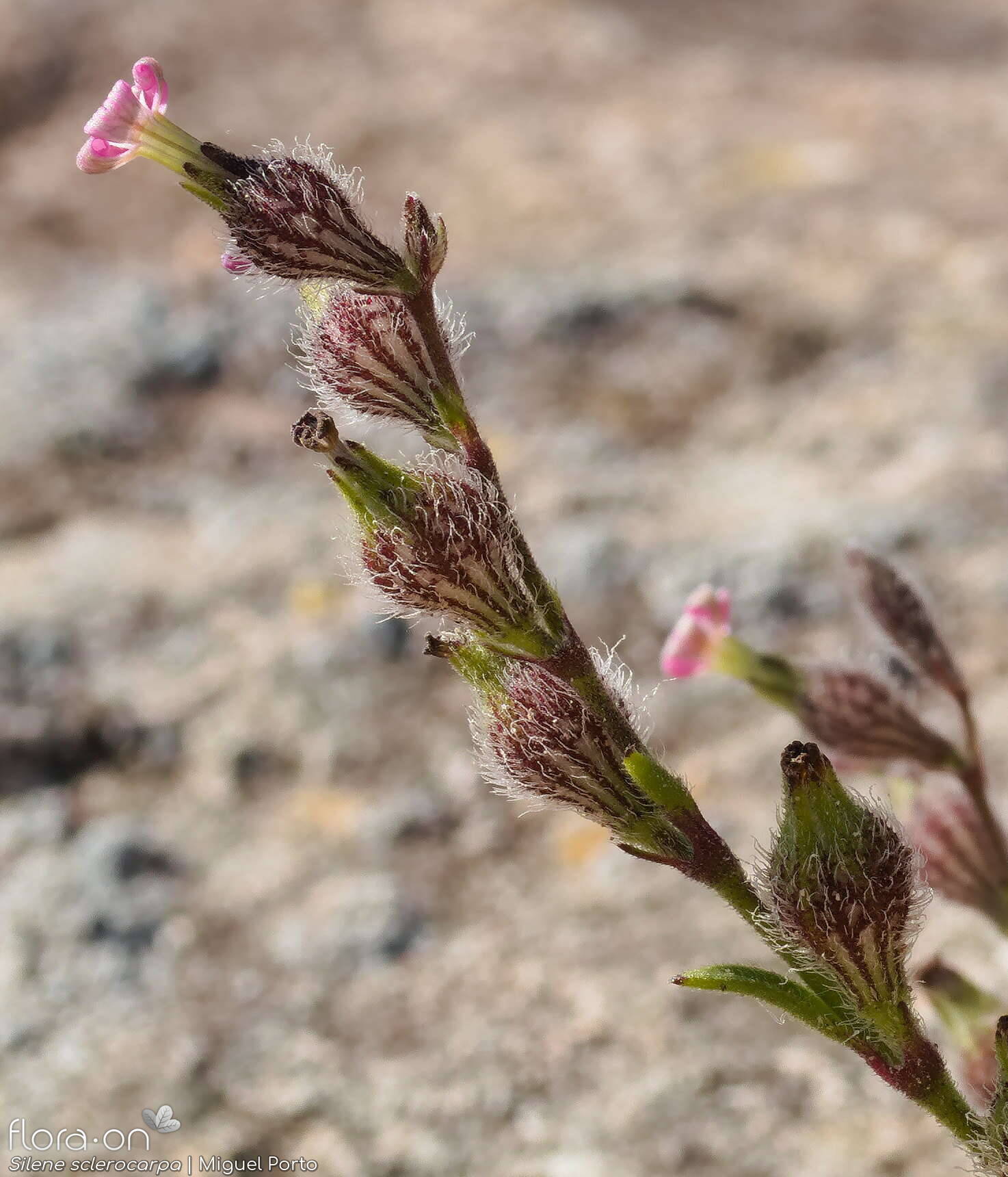 Silene sclerocarpa - Flor (geral) | Miguel Porto; CC BY-NC 4.0