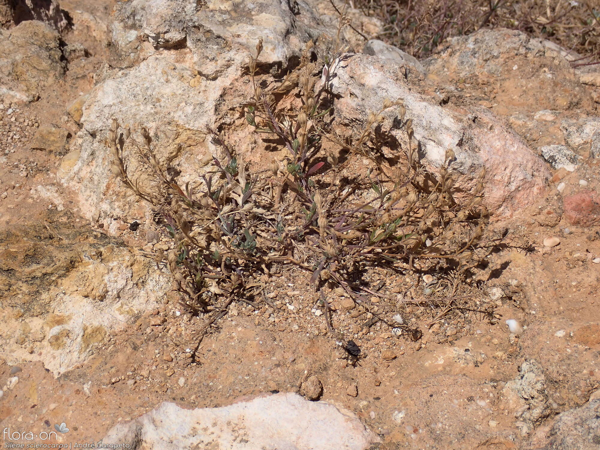 Silene sclerocarpa - Hábito | André Carapeto; CC BY-NC 4.0