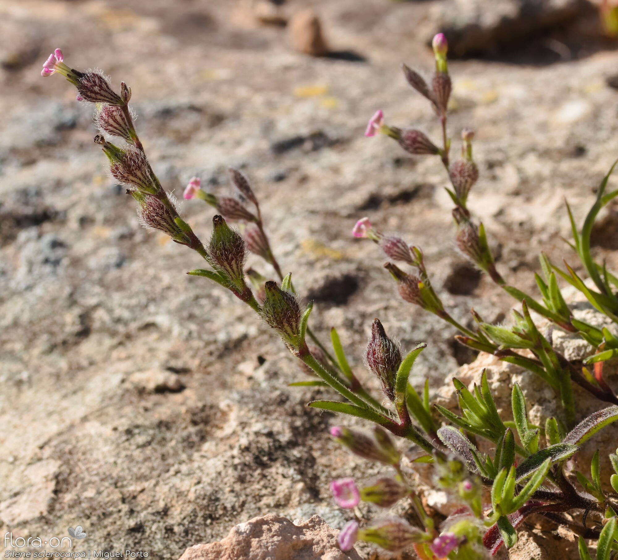 Silene sclerocarpa - Hábito | Miguel Porto; CC BY-NC 4.0