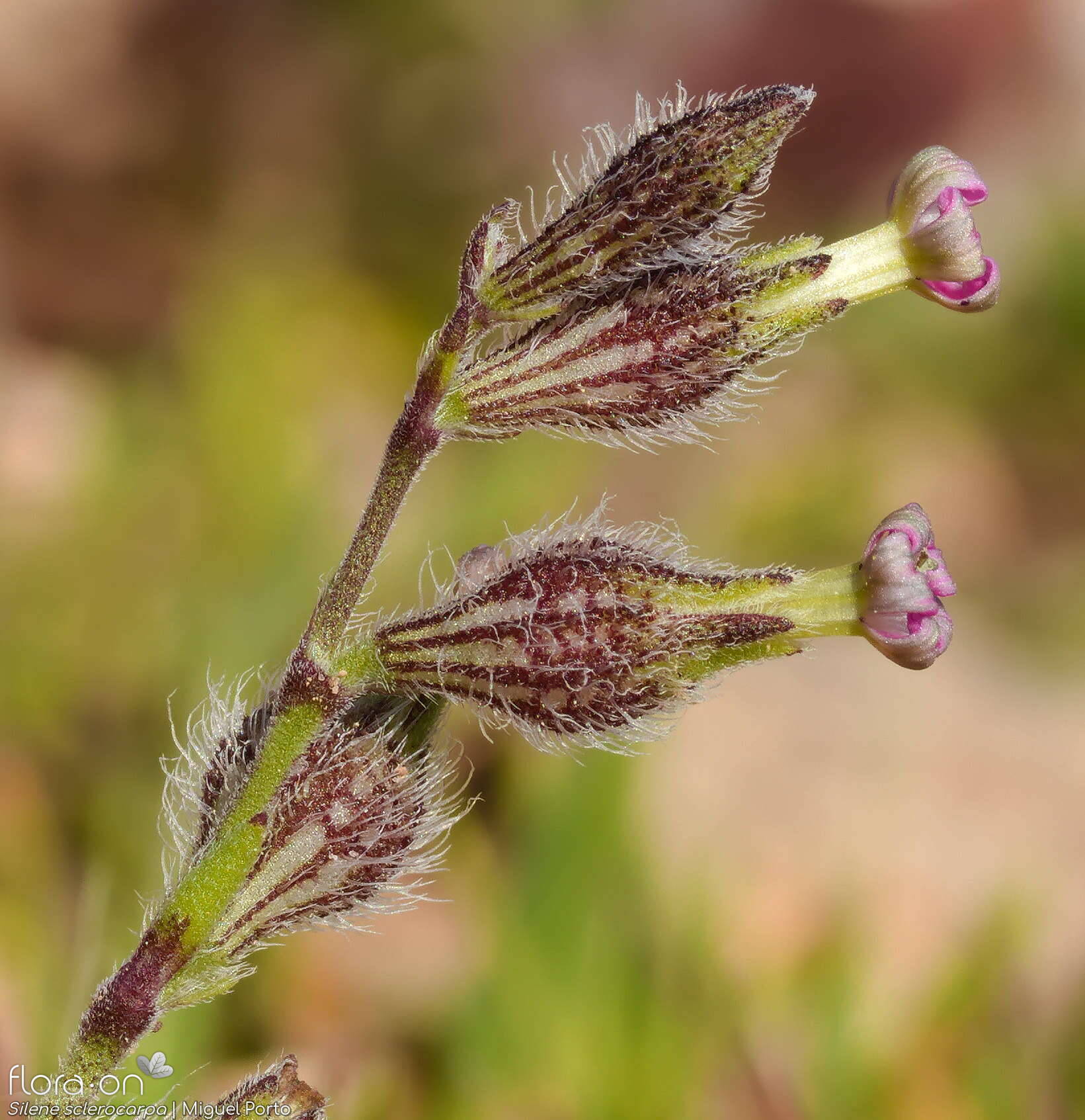 Silene sclerocarpa - Flor (geral) | Miguel Porto; CC BY-NC 4.0