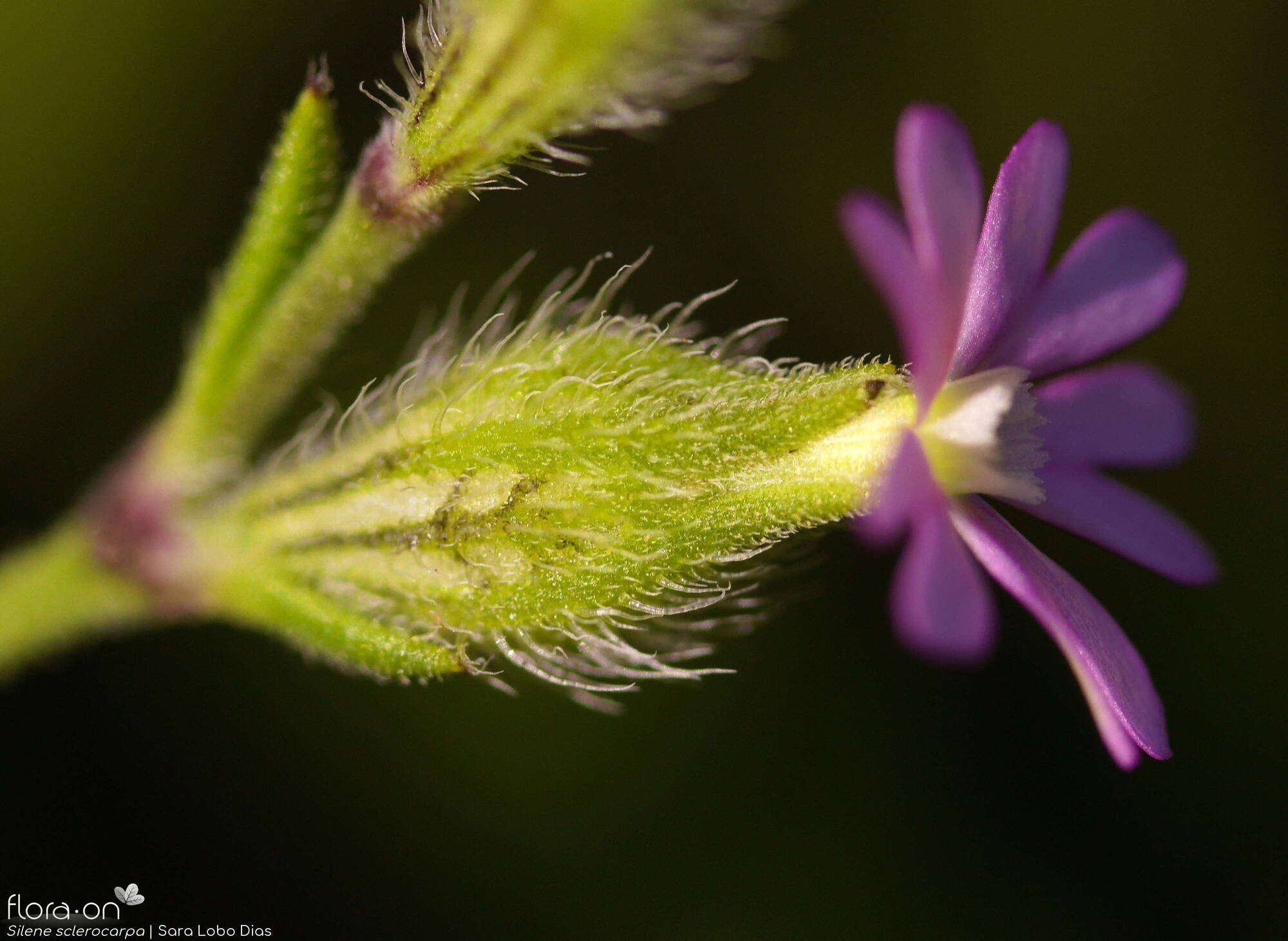 Silene sclerocarpa - Cálice | Sara Lobo Dias; CC BY-NC 4.0