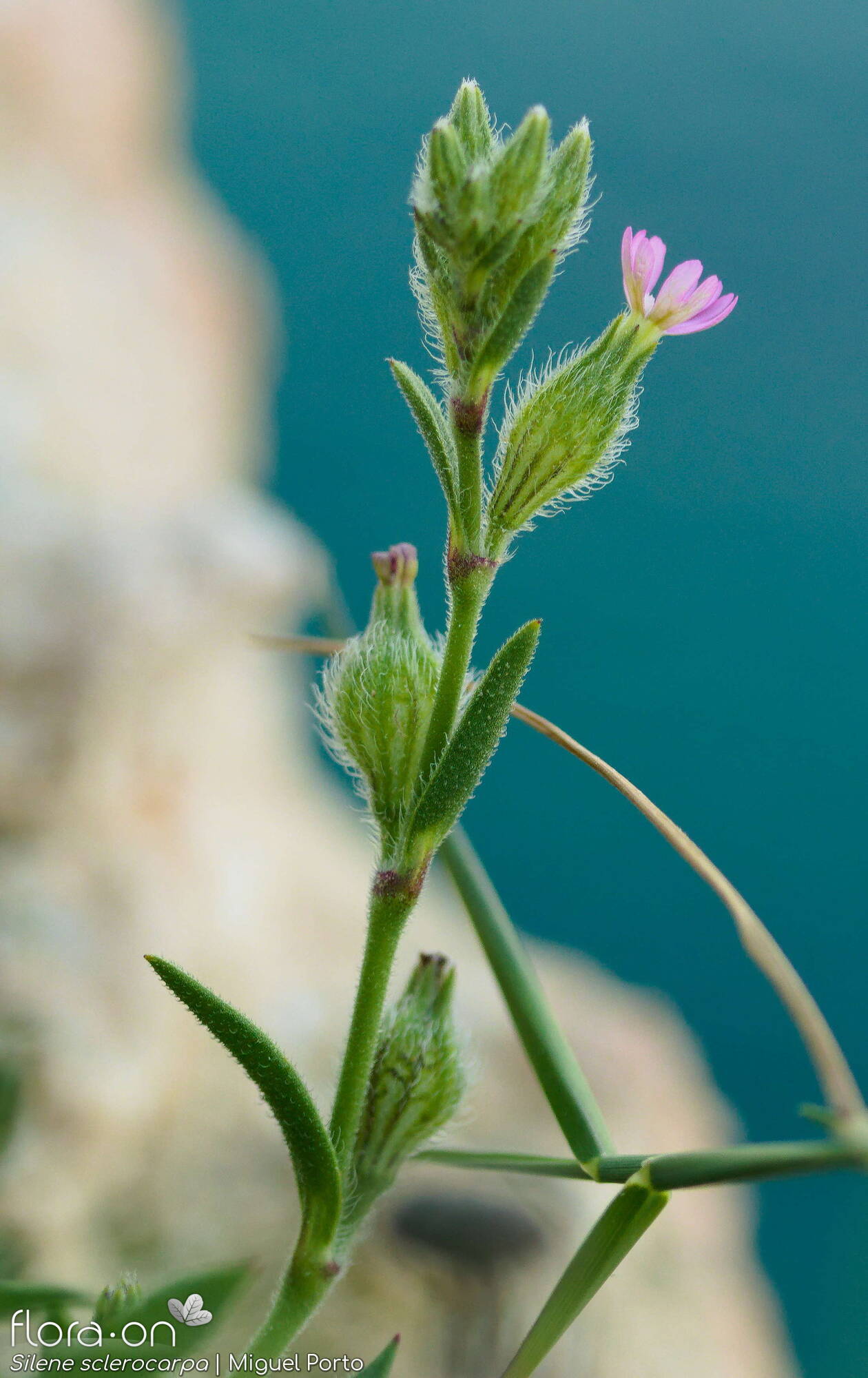 Silene sclerocarpa - Flor (geral) | Miguel Porto; CC BY-NC 4.0