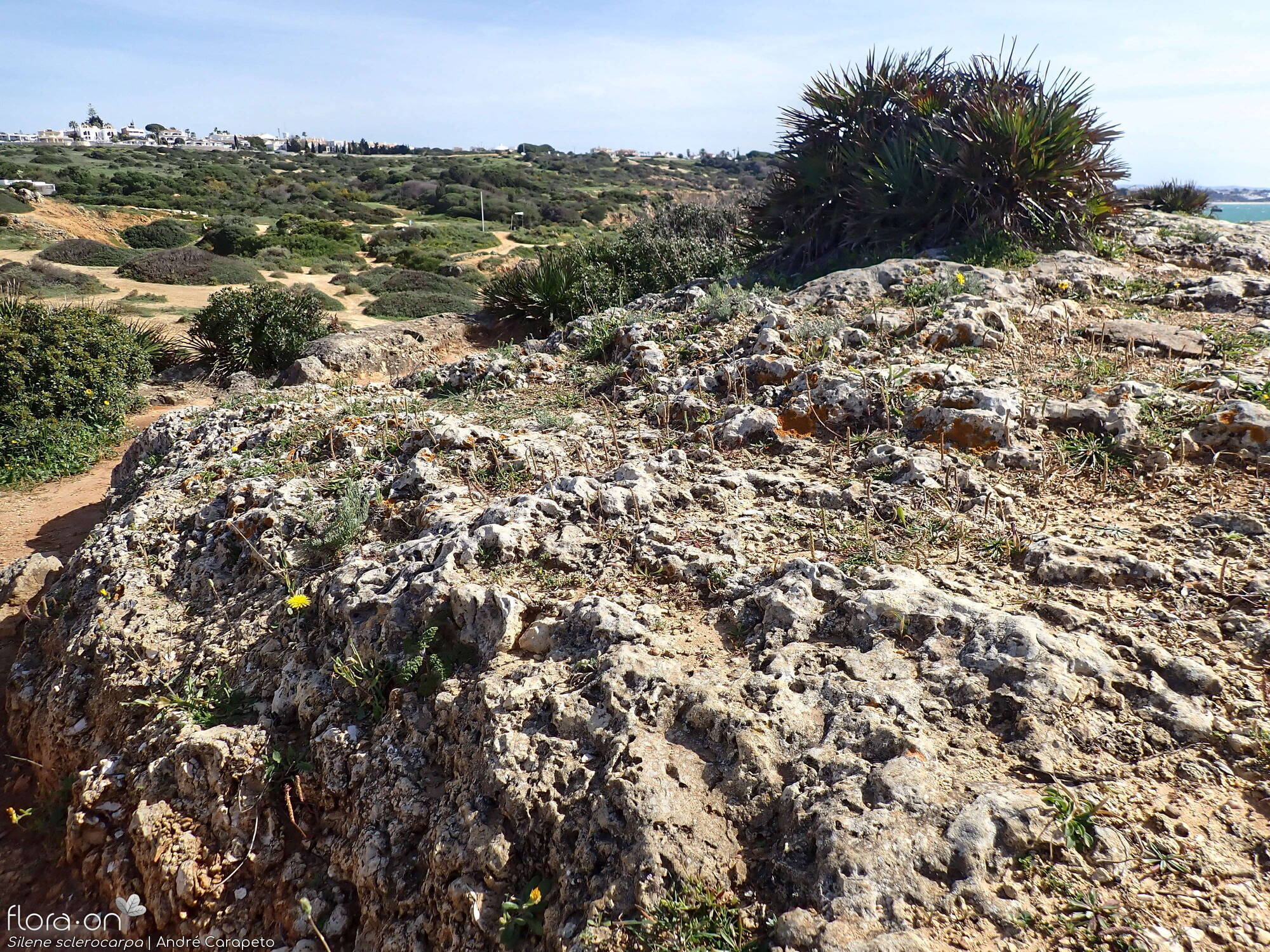 Silene sclerocarpa - Habitat | André Carapeto; CC BY-NC 4.0