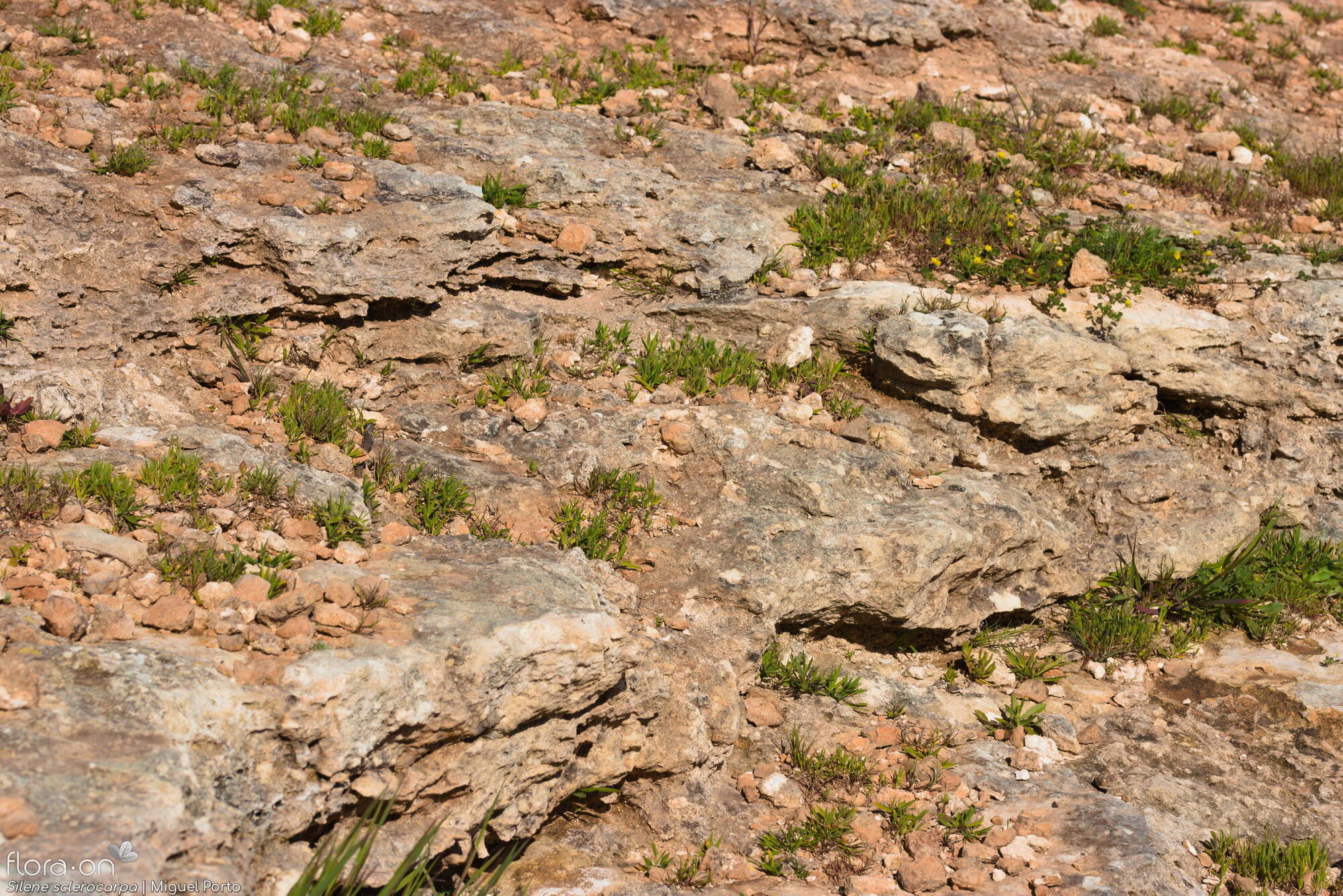 Silene sclerocarpa - Habitat | Miguel Porto; CC BY-NC 4.0