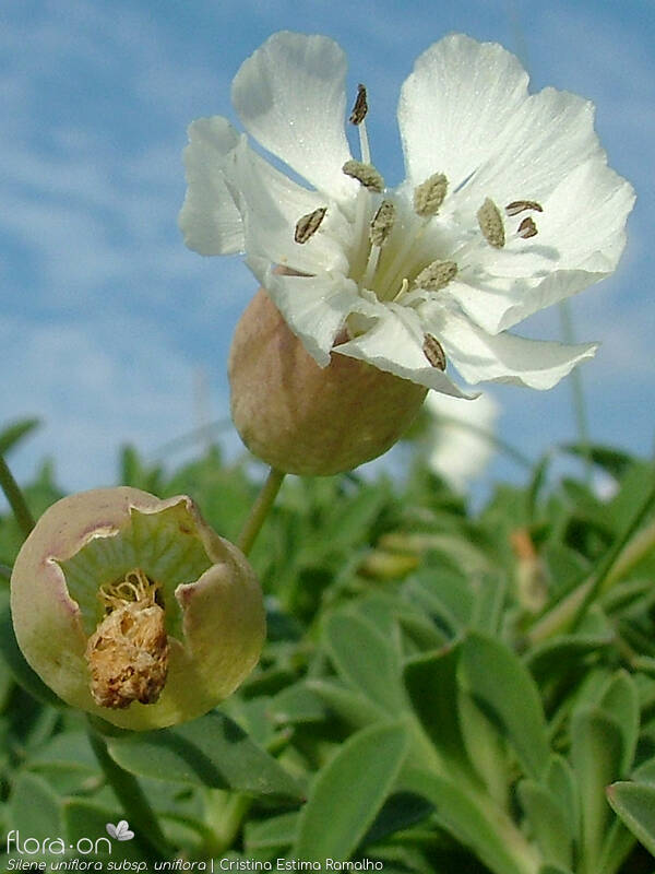 Silene uniflora uniflora - Flor (close-up) | Cristina Estima Ramalho; CC BY-NC 4.0