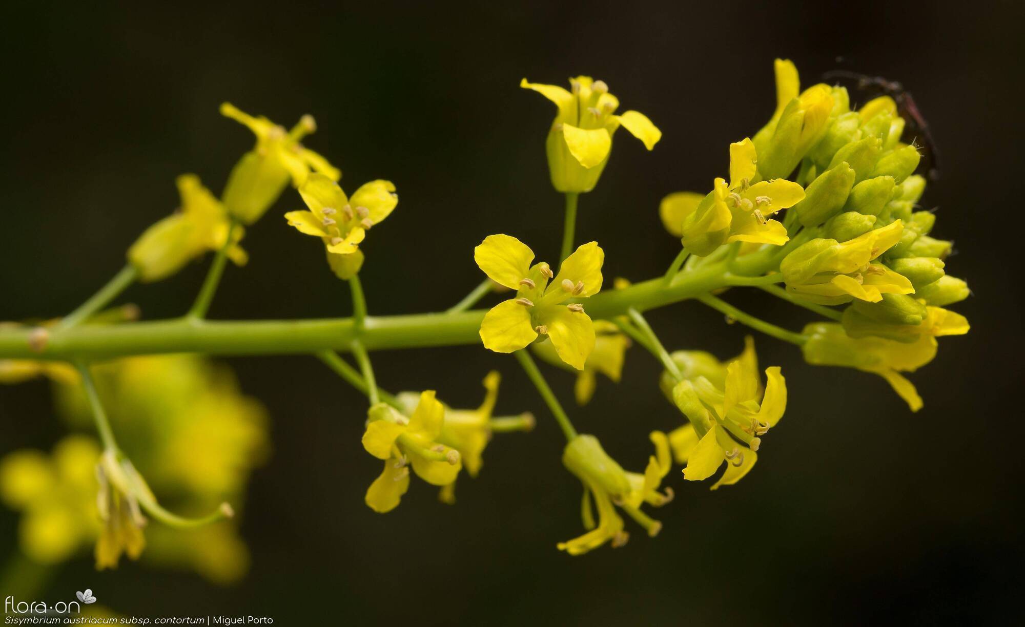 Sisymbrium austriacum - Flor (close-up) | Miguel Porto; CC BY-NC 4.0