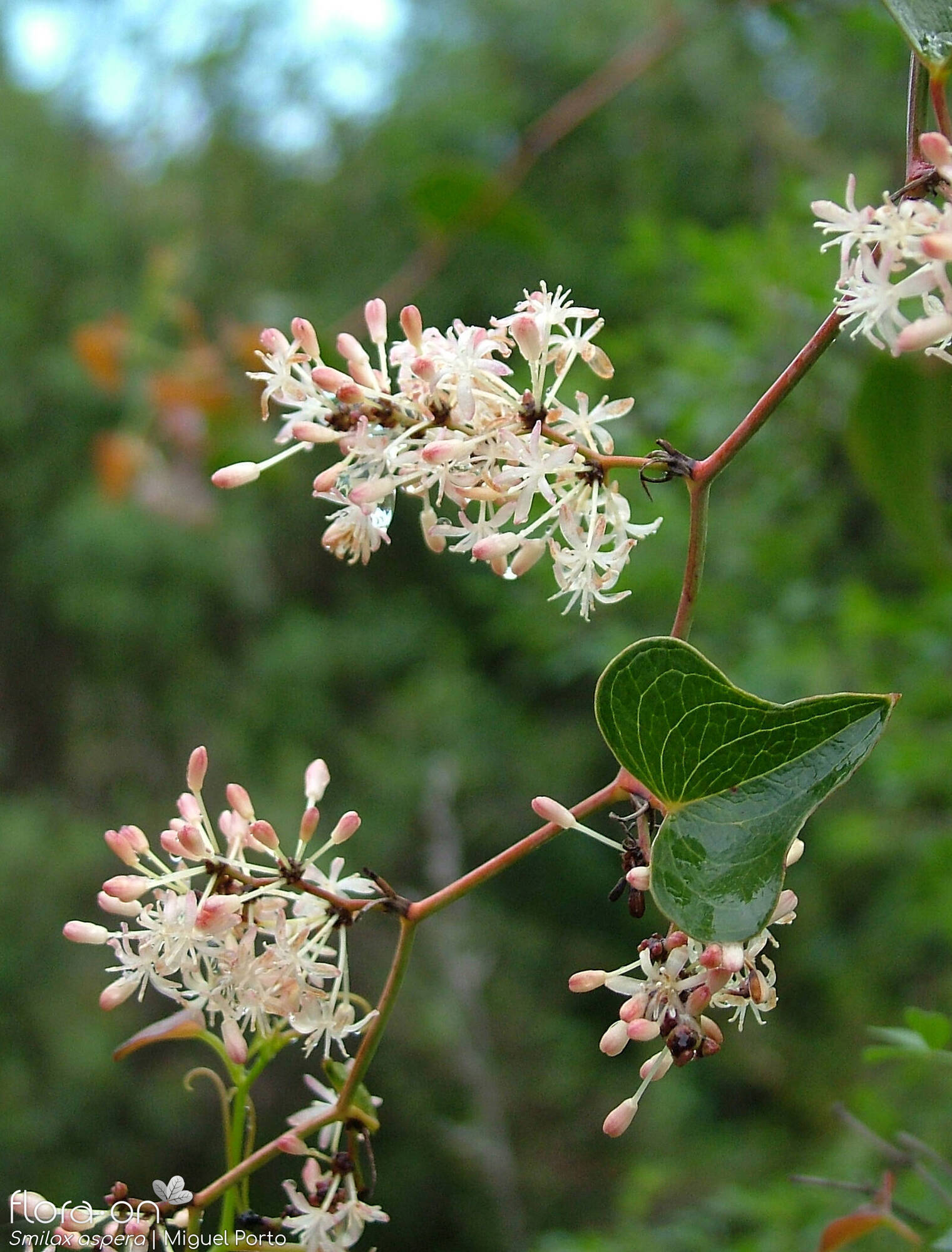 Smilax aspera