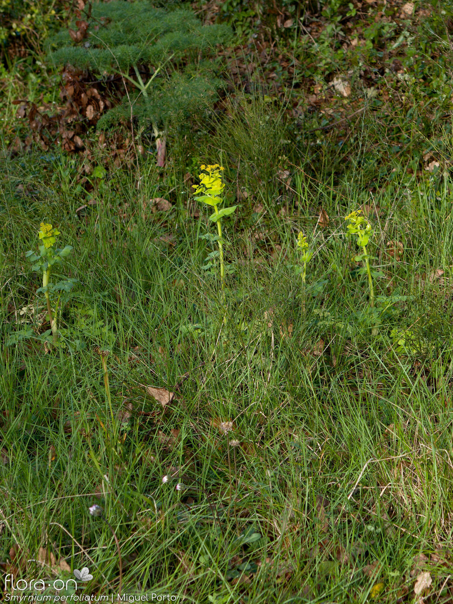 Smyrnium perfoliatum - Habitat | Miguel Porto; CC BY-NC 4.0