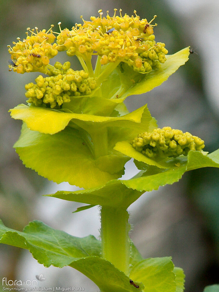 Smyrnium perfoliatum - Flor (geral) | Miguel Porto; CC BY-NC 4.0