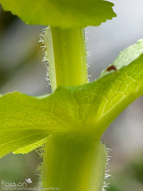 Smyrnium perfoliatum - Caule | Miguel Porto; CC BY-NC 4.0