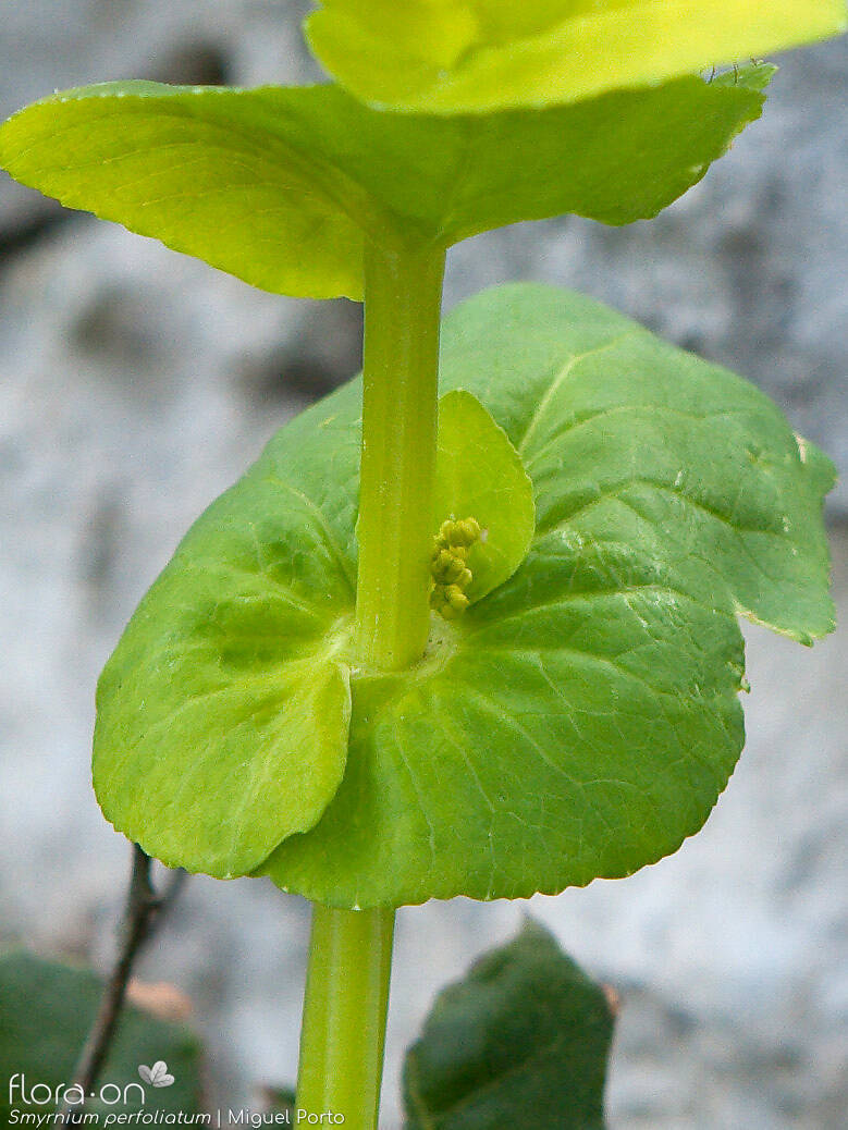 Smyrnium perfoliatum - Bráctea | Miguel Porto; CC BY-NC 4.0