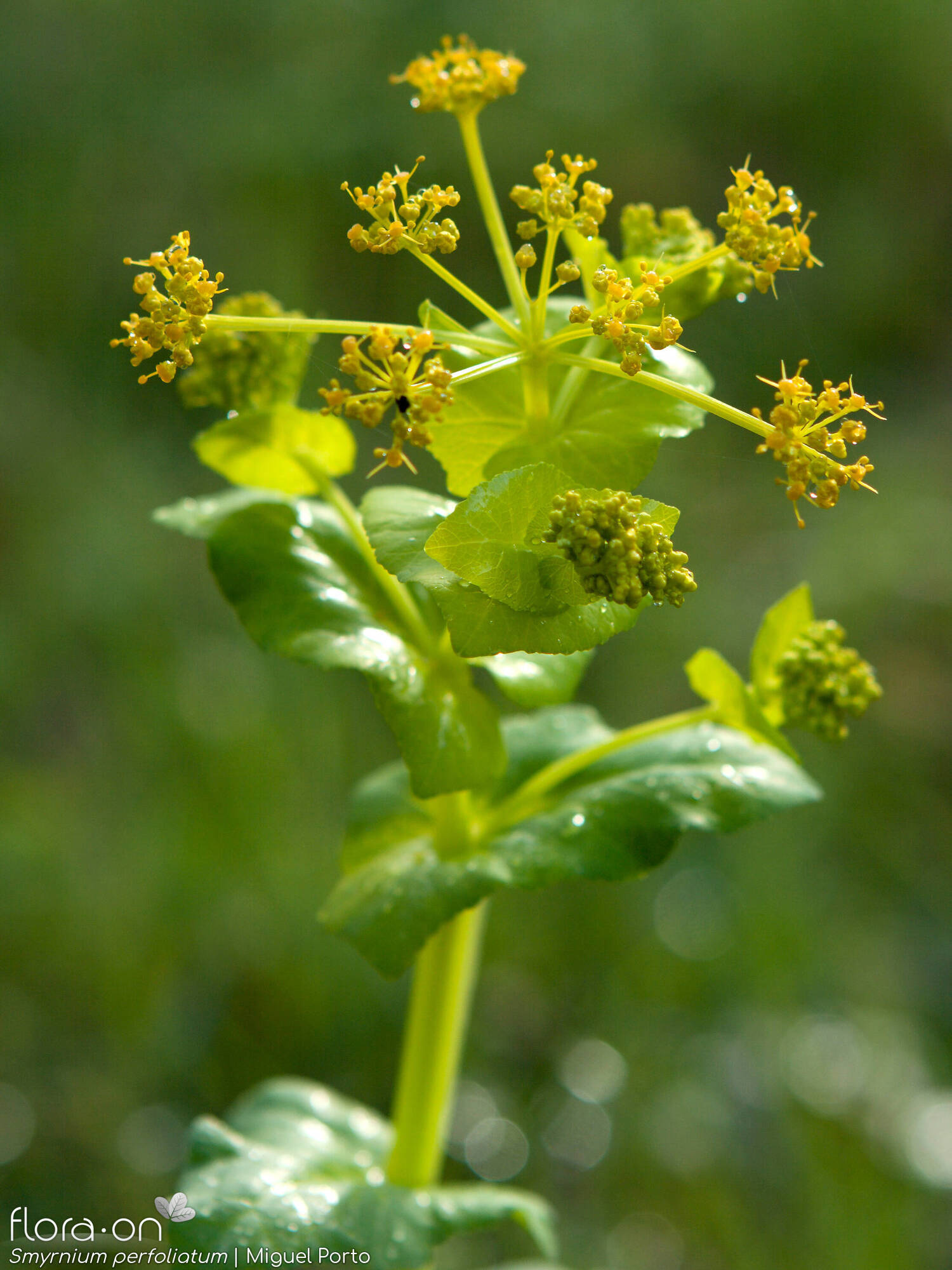 Smyrnium perfoliatum - Flor (geral) | Miguel Porto; CC BY-NC 4.0
