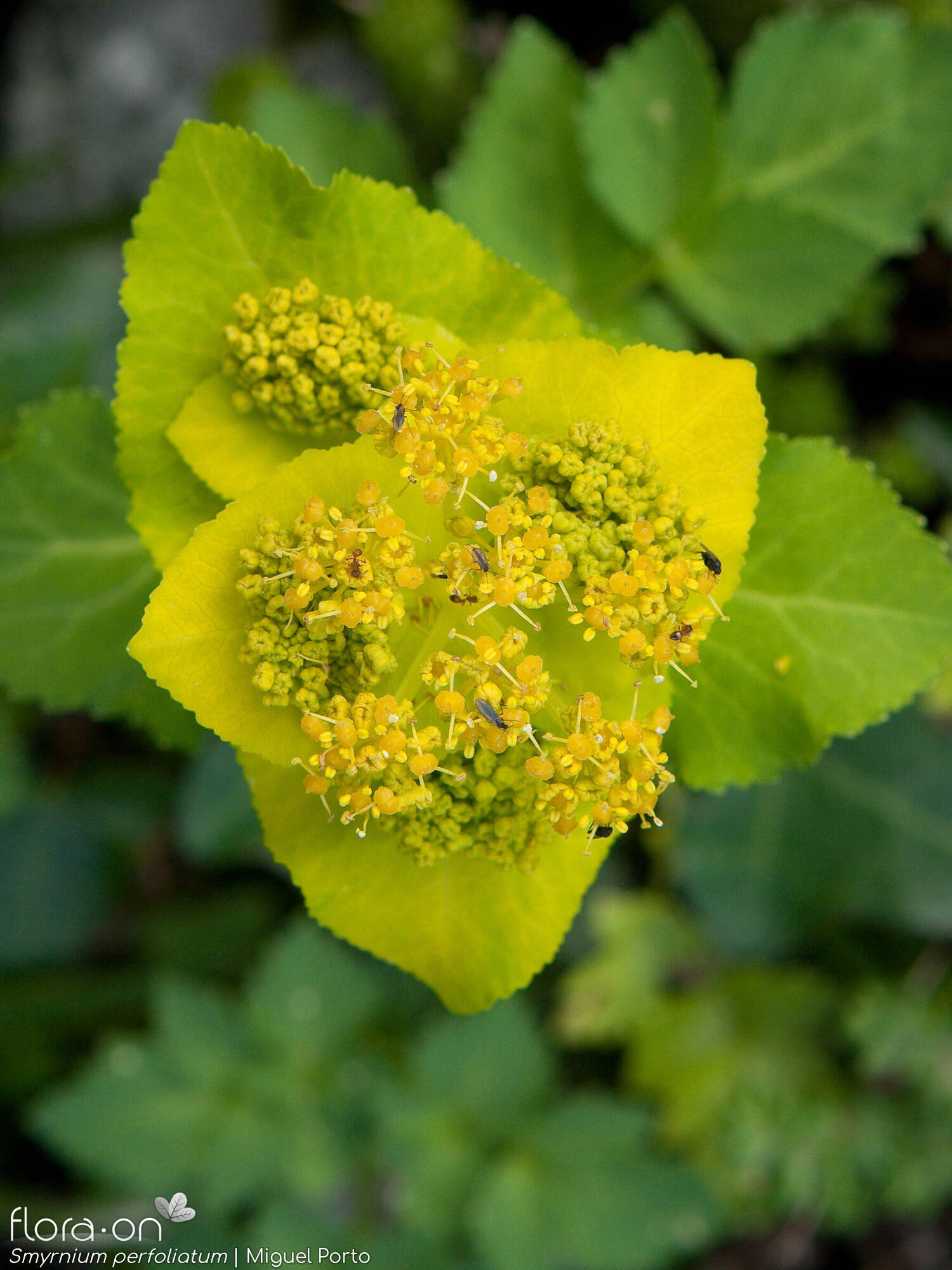 Smyrnium perfoliatum - Flor (close-up) | Miguel Porto; CC BY-NC 4.0