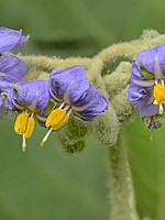 Solanaceae