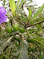 Solanaceae