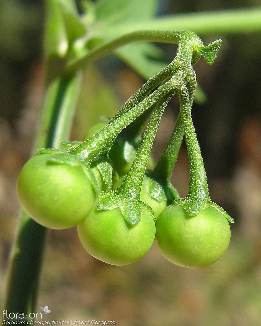 Solanum chenopodioides - Fruto | André Carapeto; CC BY-NC 4.0