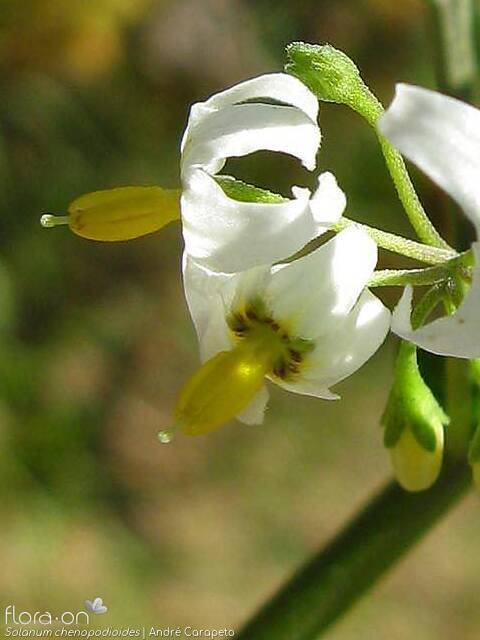 Solanum chenopodioides - Flor (close-up) | André Carapeto; CC BY-NC 4.0