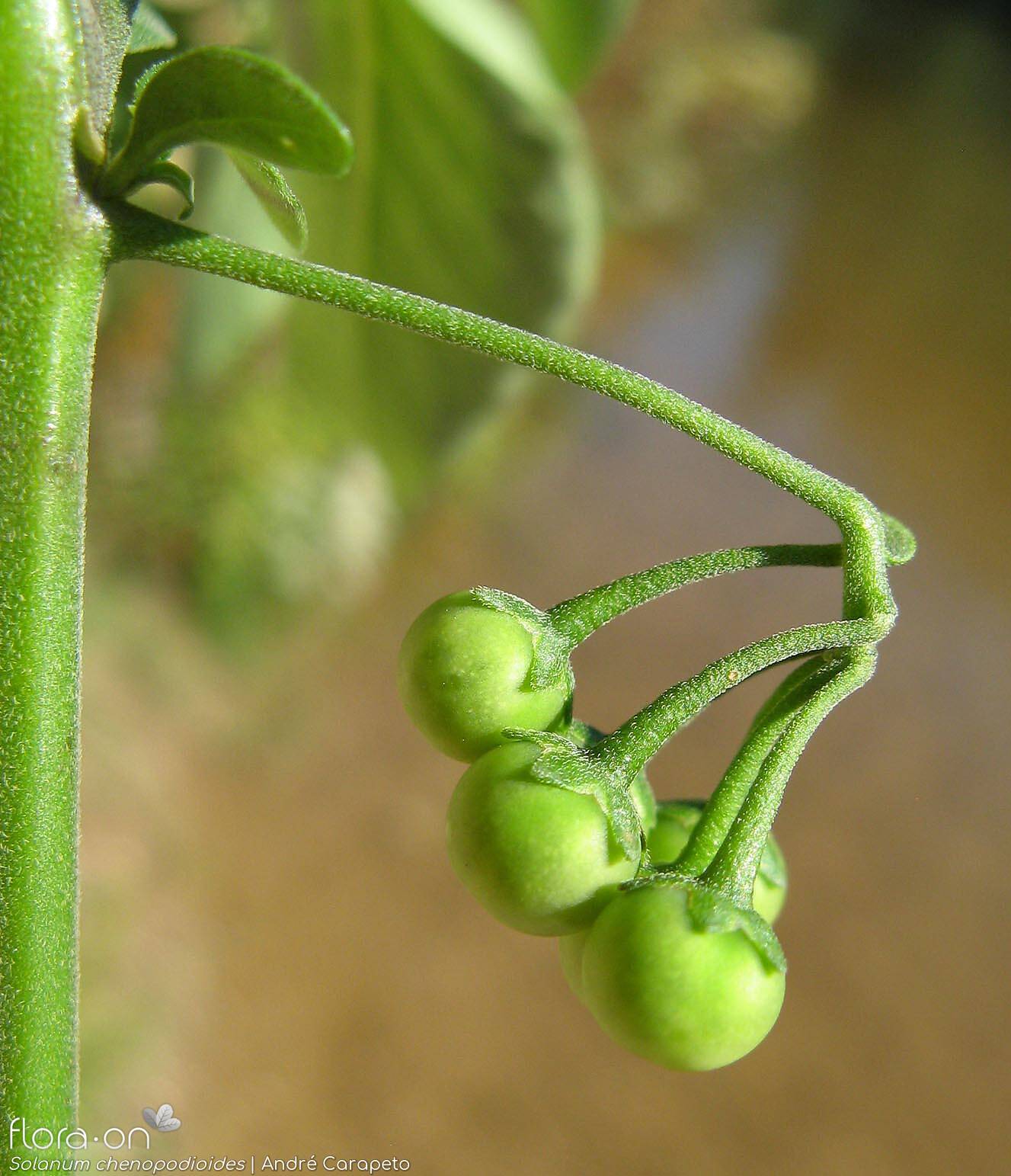 Solanum chenopodioides - Fruto | André Carapeto; CC BY-NC 4.0