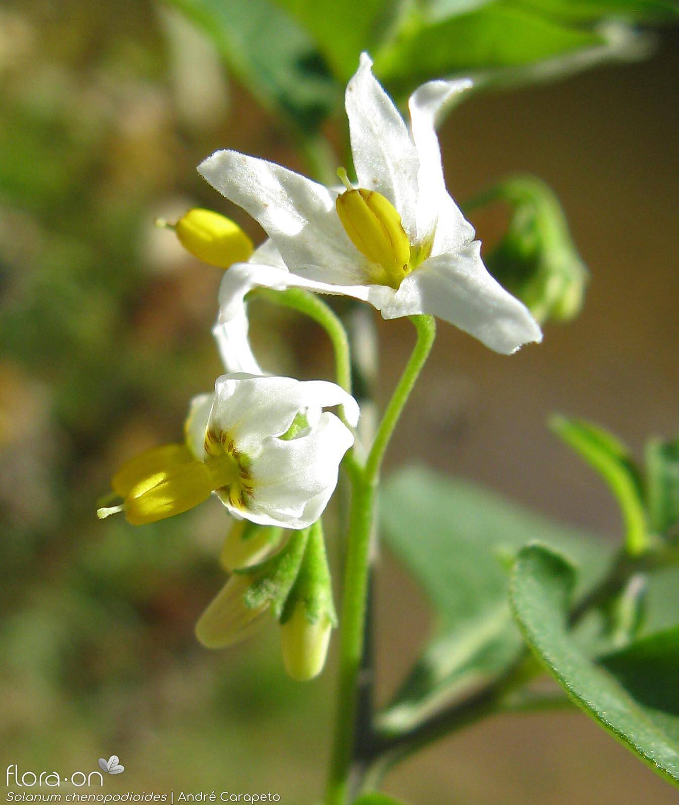 Solanum chenopodioides - Flor (close-up) | André Carapeto; CC BY-NC 4.0