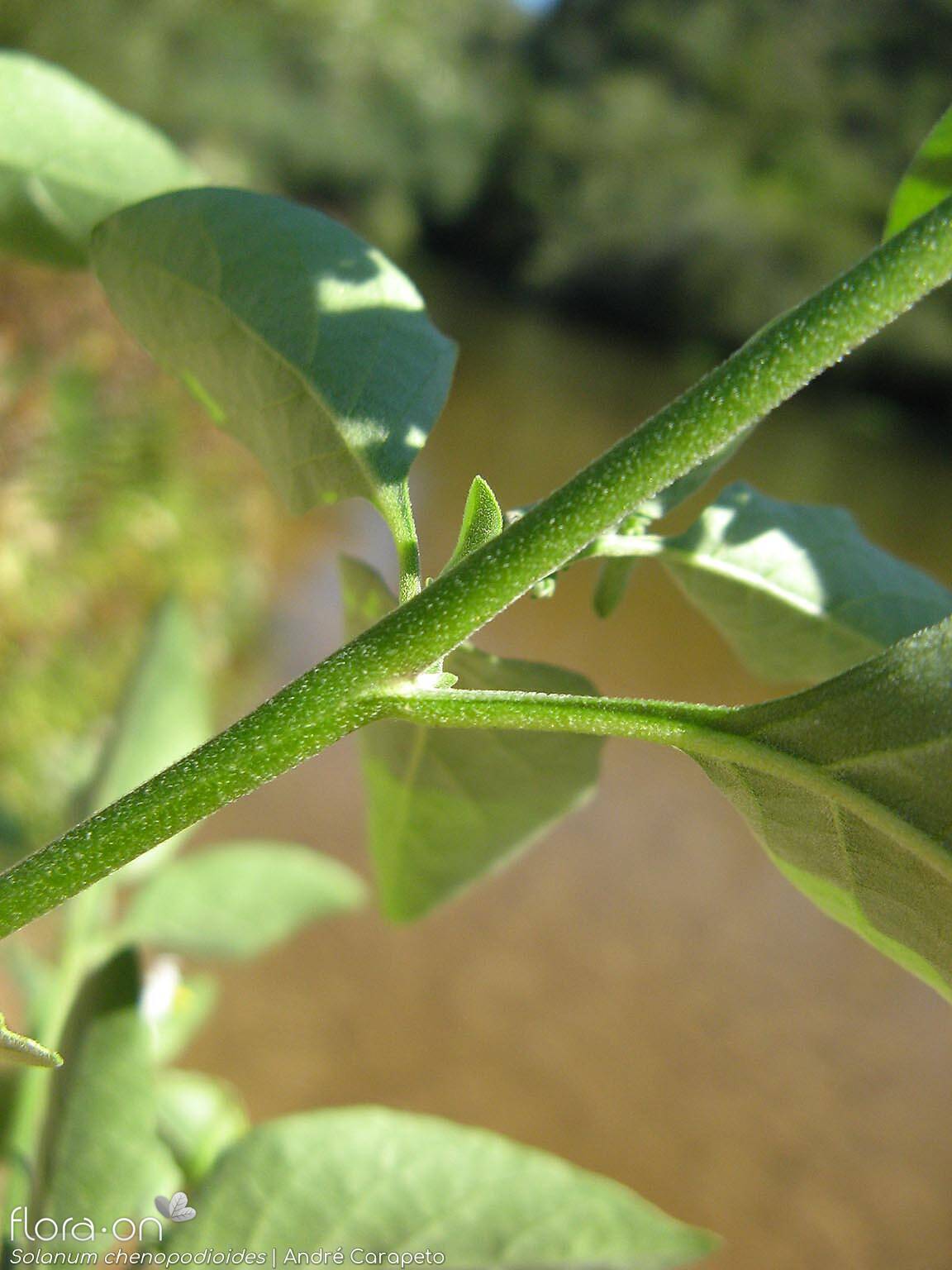 Solanum chenopodioides - Caule | André Carapeto; CC BY-NC 4.0