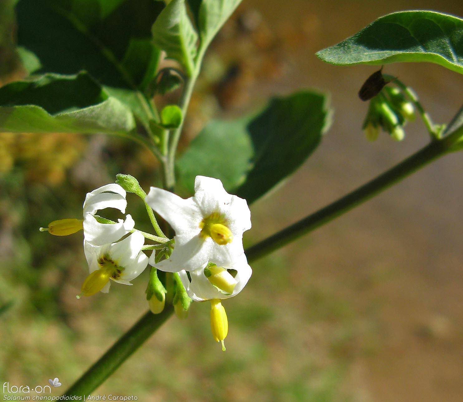 Solanum chenopodioides - Flor (geral) | André Carapeto; CC BY-NC 4.0