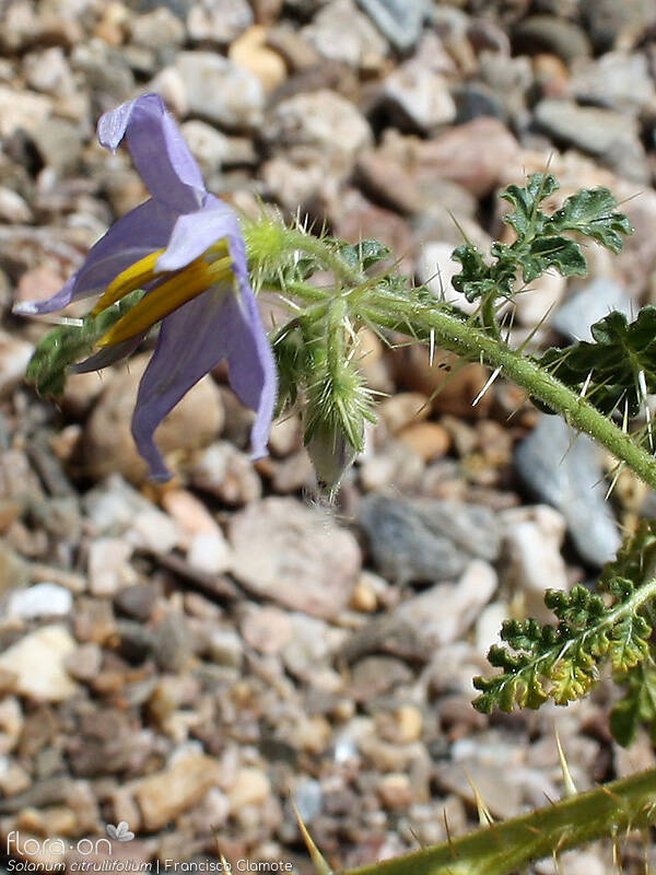Solanum citrullifolium - Flor (close-up) | Francisco Clamote; CC BY-NC 4.0