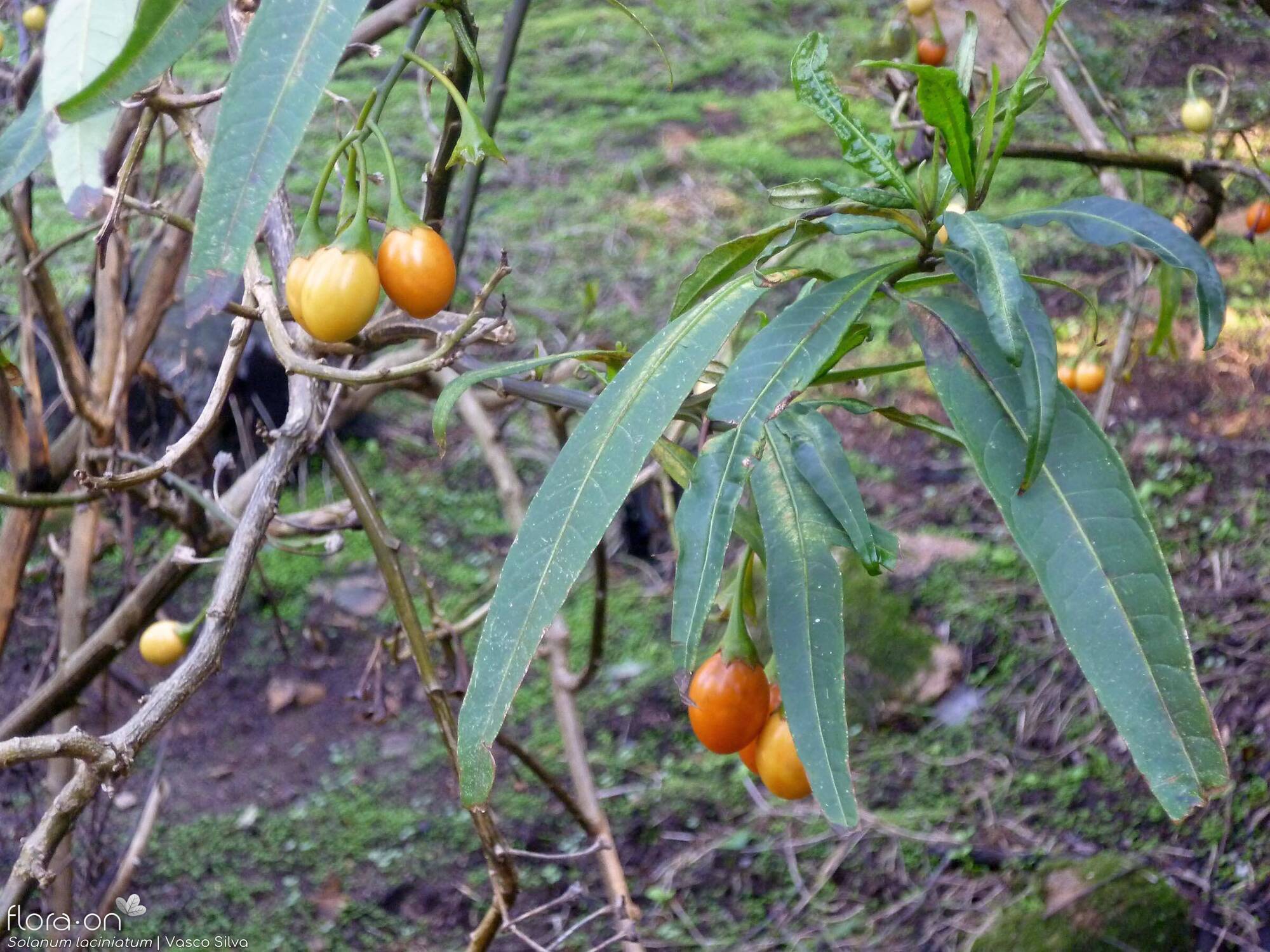Solanum laciniatum - Folha (geral) | Vasco Silva; CC BY-NC 4.0
