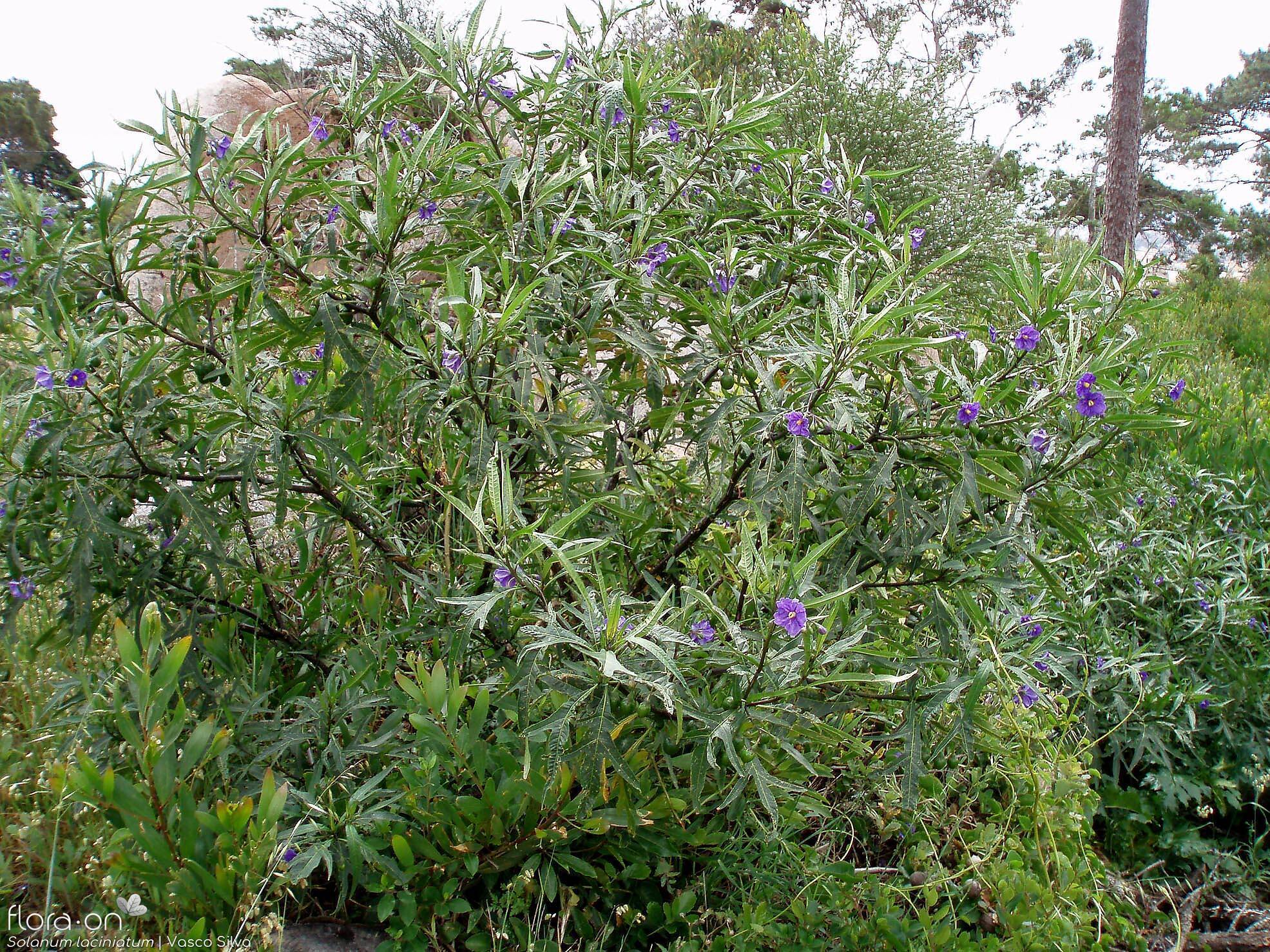 Solanum laciniatum - Hábito | Vasco Silva; CC BY-NC 4.0