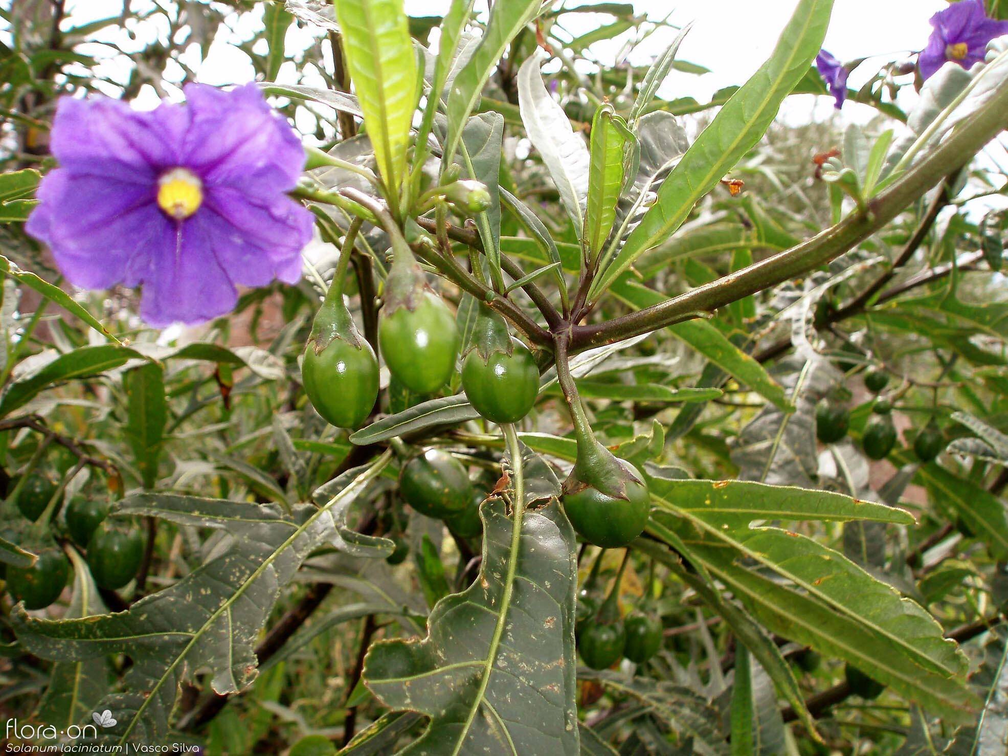 Solanum laciniatum - Fruto | Vasco Silva; CC BY-NC 4.0