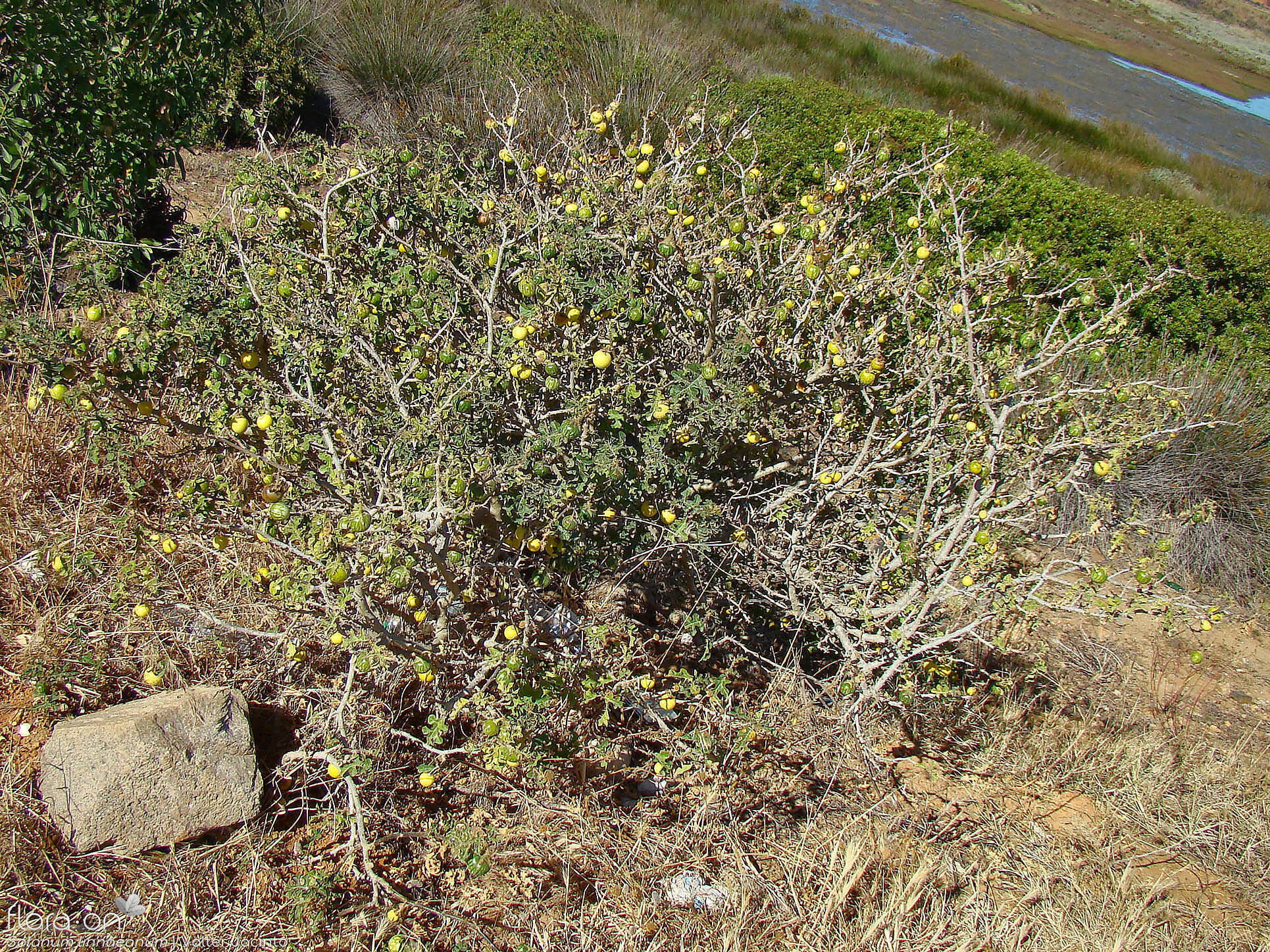 Solanum linnaeanum - Habitat | Valter Jacinto; CC BY-NC 4.0