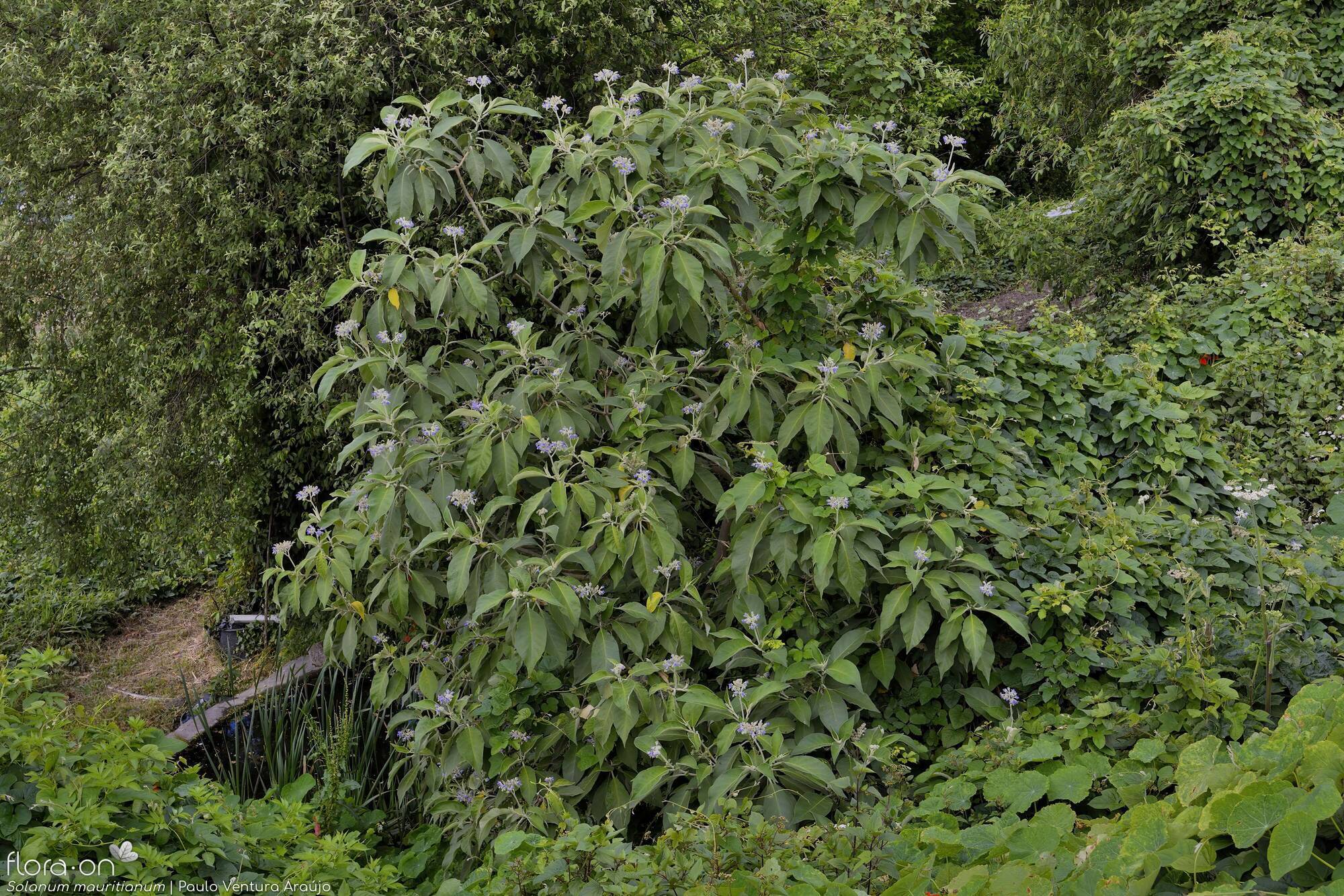 Solanum mauritianum - Hábito | Paulo Ventura Araújo; CC BY-NC 4.0