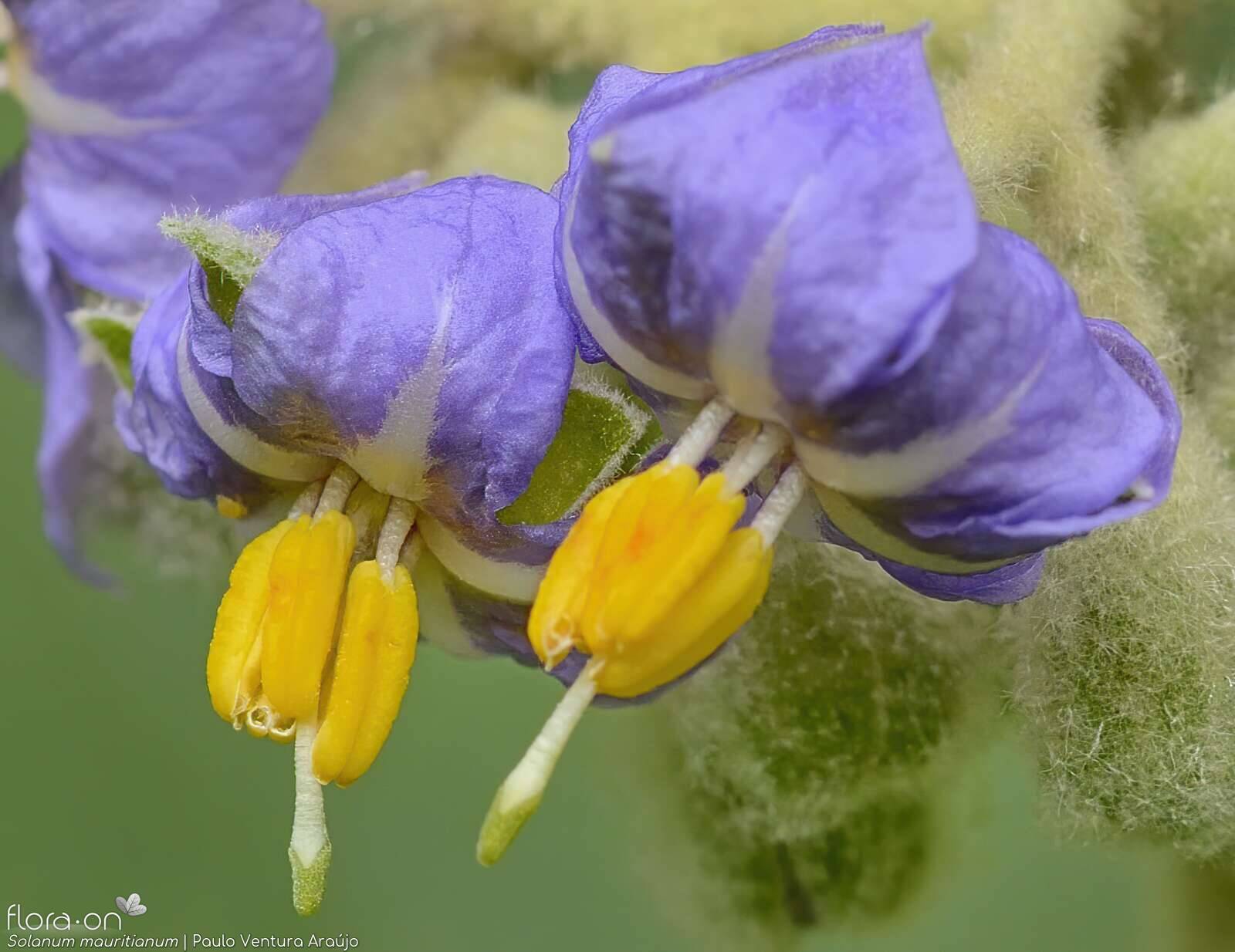 Solanum mauritianum - Flor (close-up) | Paulo Ventura Araújo; CC BY-NC 4.0
