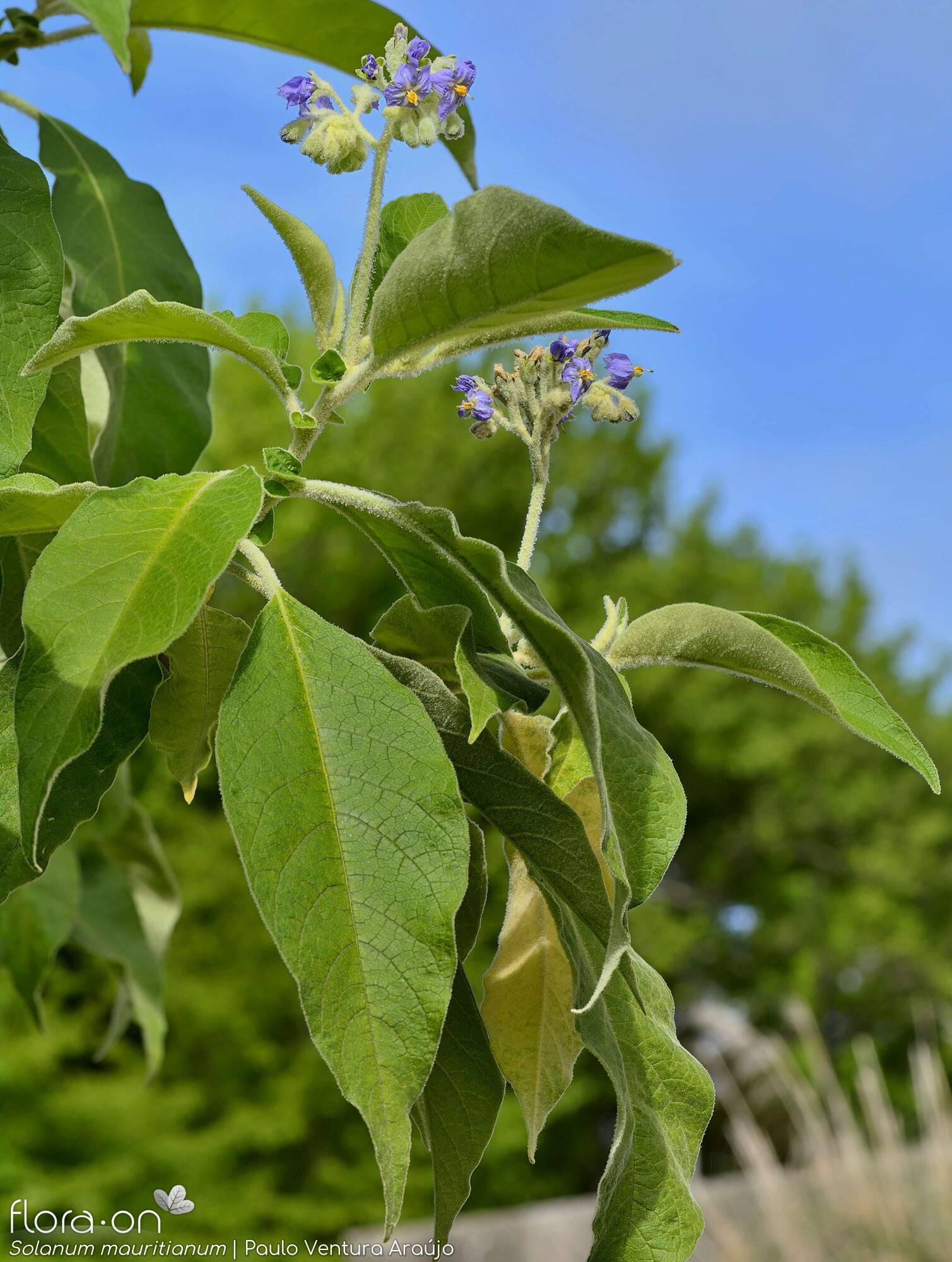 Solanum mauritianum - Folha (geral) | Paulo Ventura Araújo; CC BY-NC 4.0