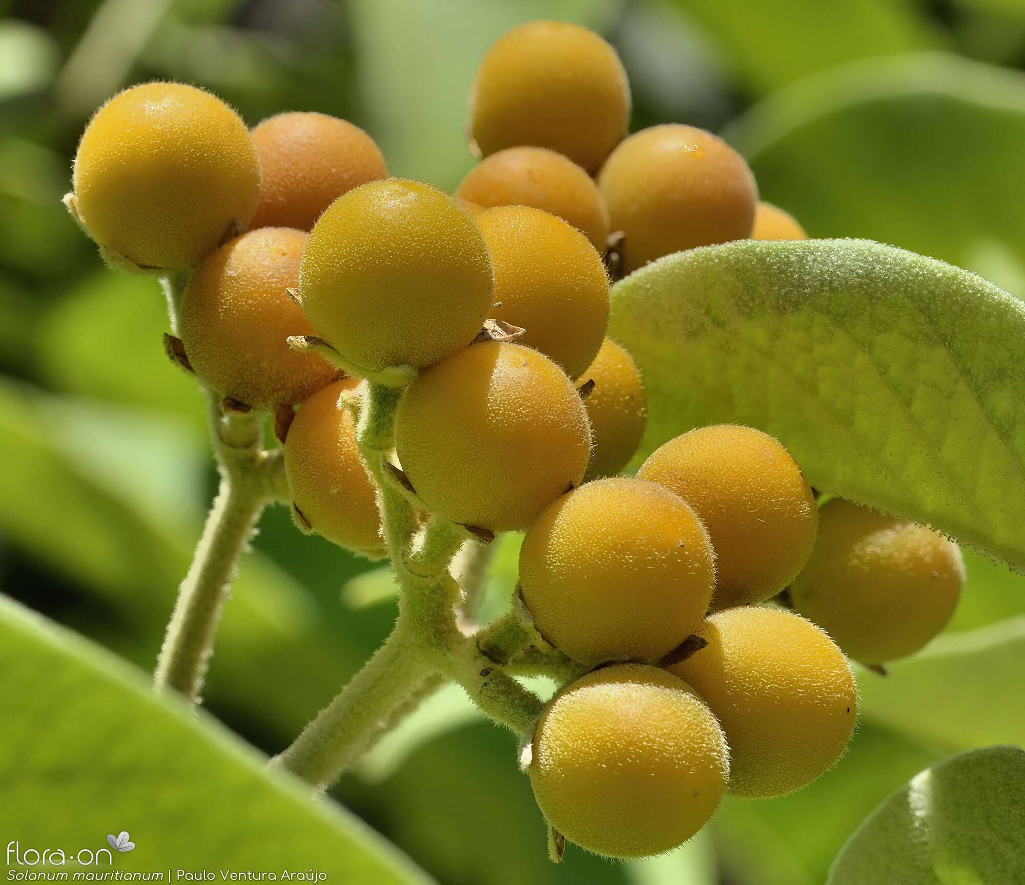 Solanum mauritianum - Fruto | Paulo Ventura Araújo; CC BY-NC 4.0