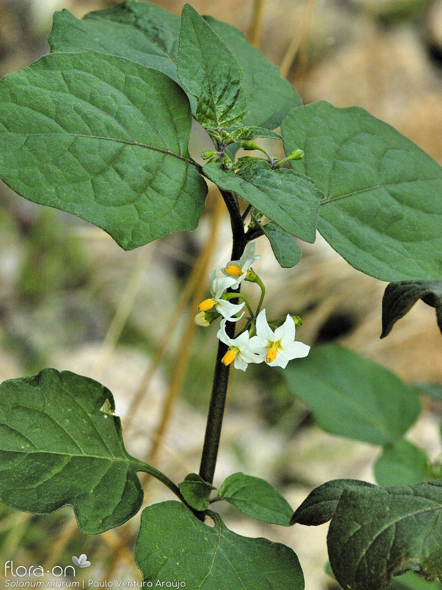 Solanum nigrum - Folha | Paulo Ventura Araújo; CC BY-NC 4.0