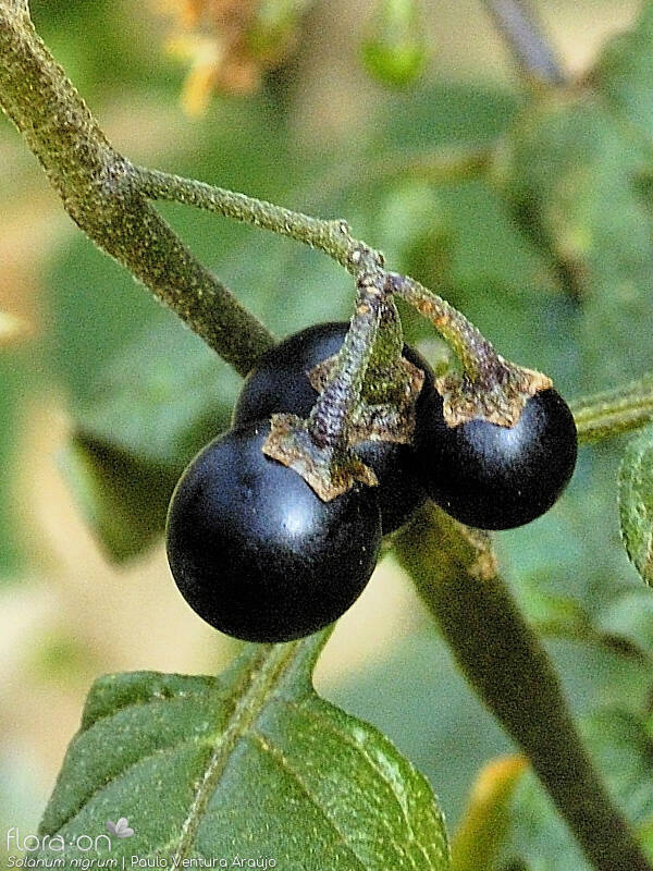 Solanum nigrum - Fruto | Paulo Ventura Araújo; CC BY-NC 4.0